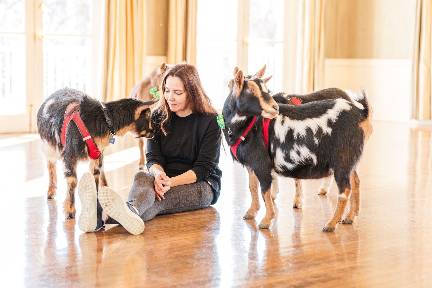 Two black and white goats in red harnesses stand with someone sitting on a sunlit hardwood floor.