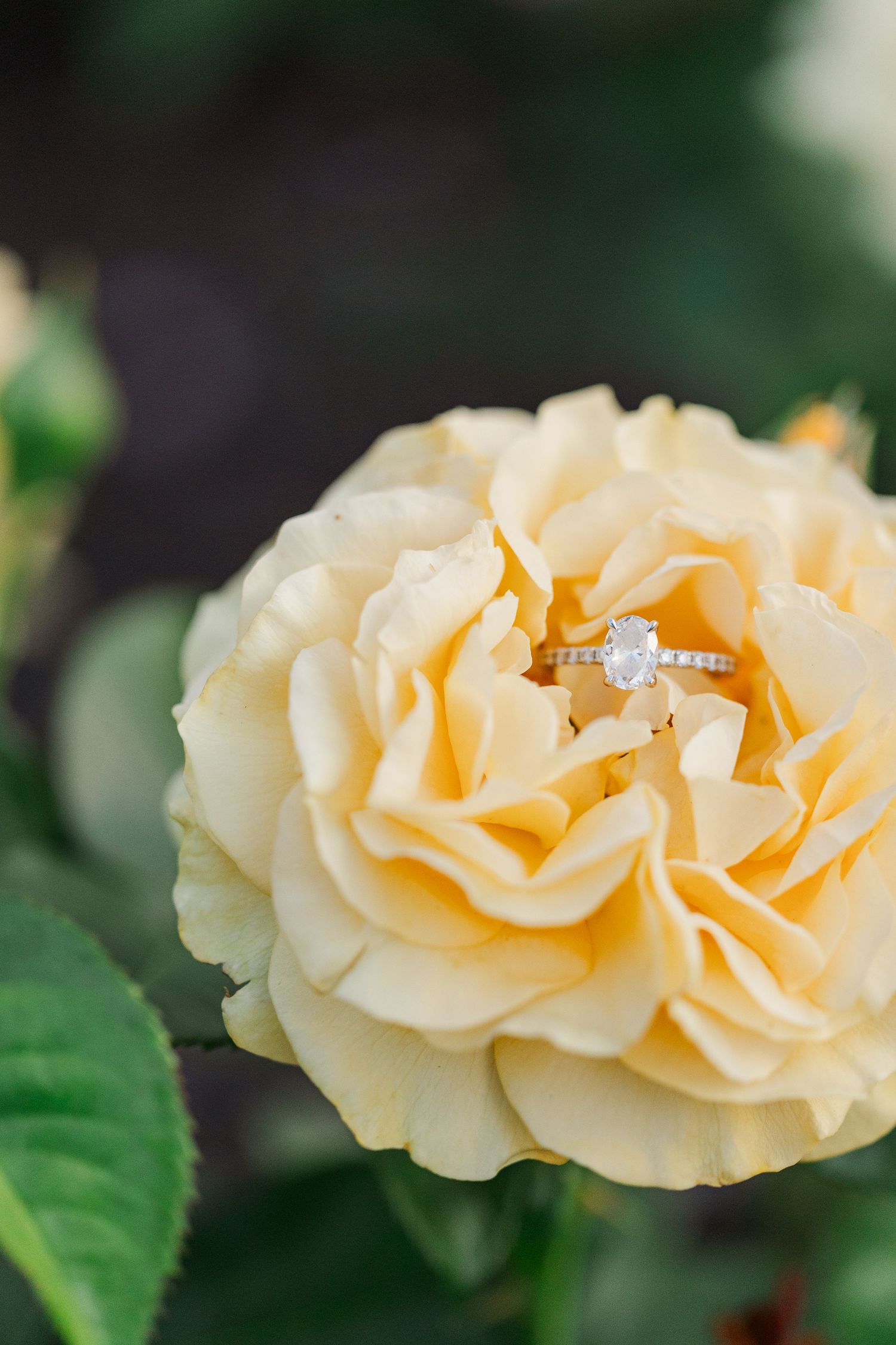 A delicate cream-colored rose bloom with an engagement ring nestled among its petals.