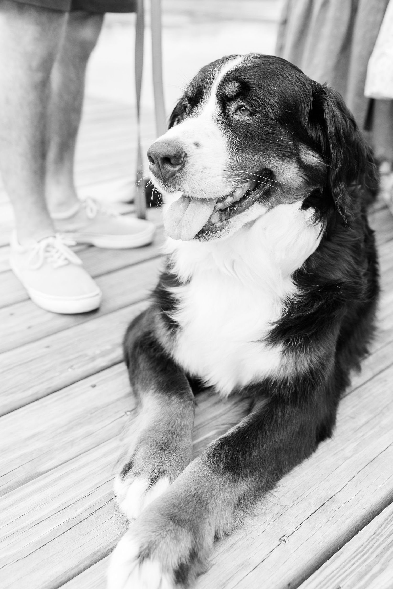 A happy black and white dog sits on a wooden dock, captured in a black and white portrait.