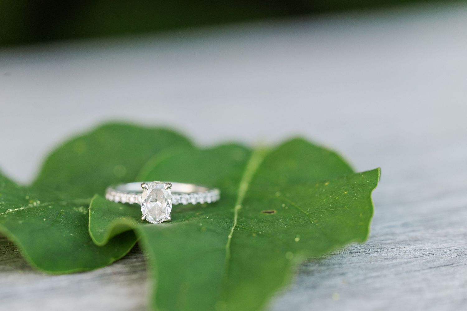 Elegant diamond engagement ring resting on a green leaf with soft natural lighting.