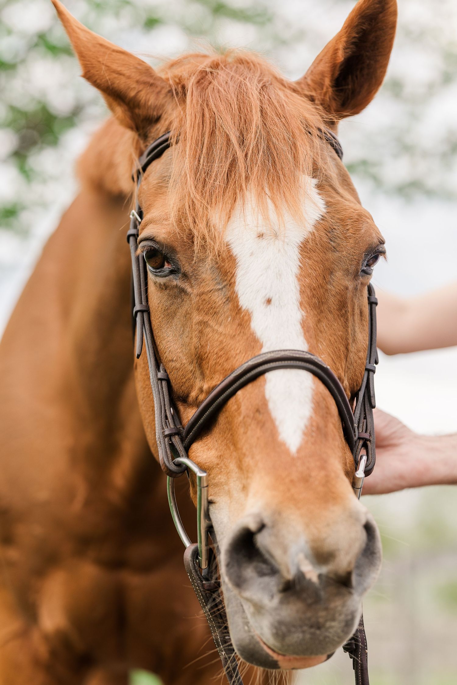 Close-up portrait of a chestnut horse with a white blaze wearing a black leather bridle.