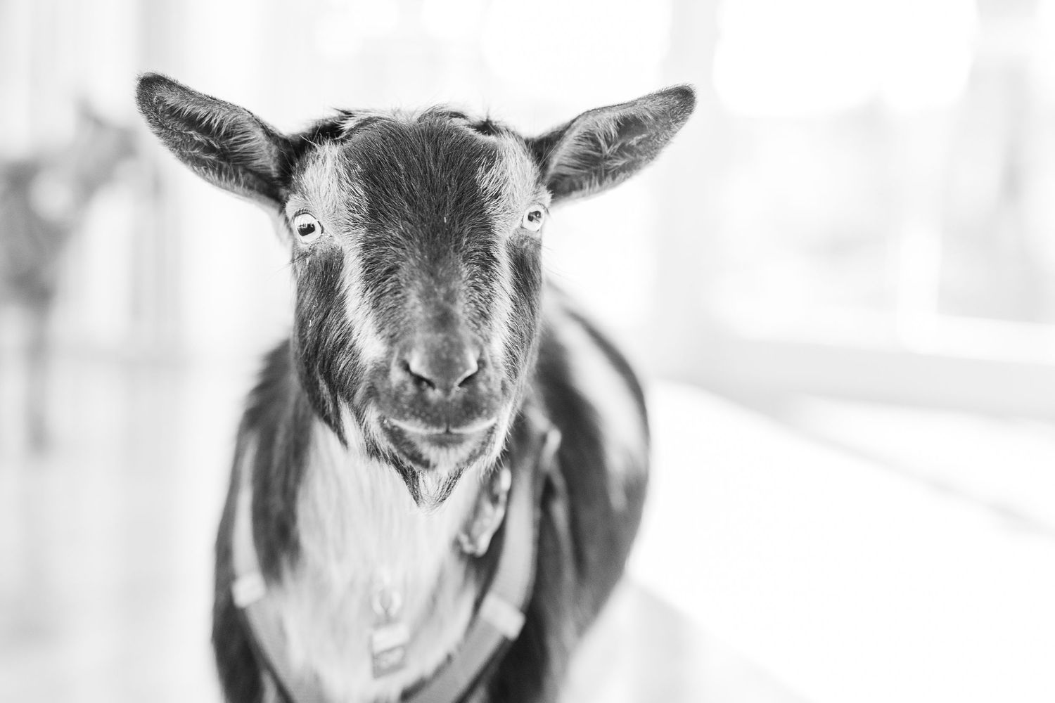 Black and white portrait of a young goat with alert ears and expressive face.