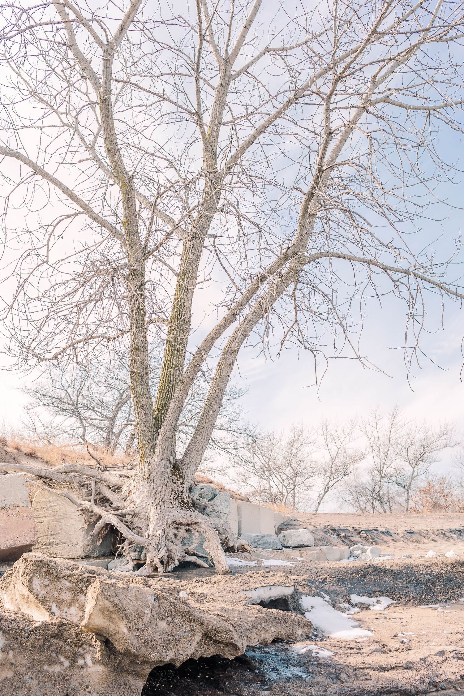 Bare tree with exposed roots growing among rocks near a stream in winter.