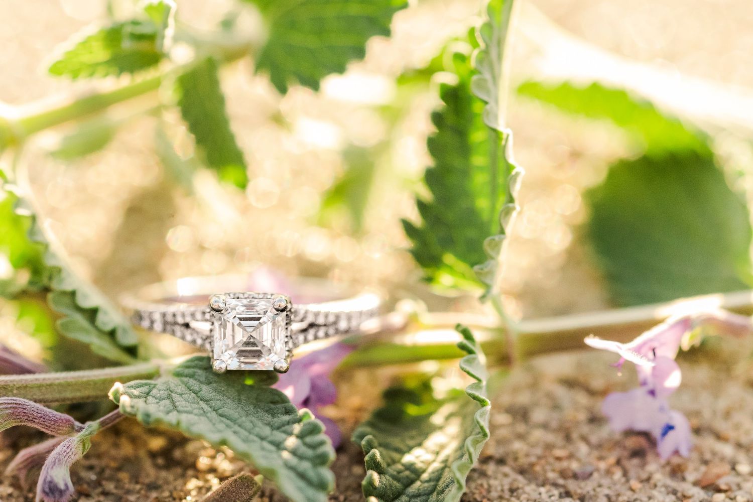 A sparkling engagement ring nestled among green succulent leaves and tiny purple flowers.