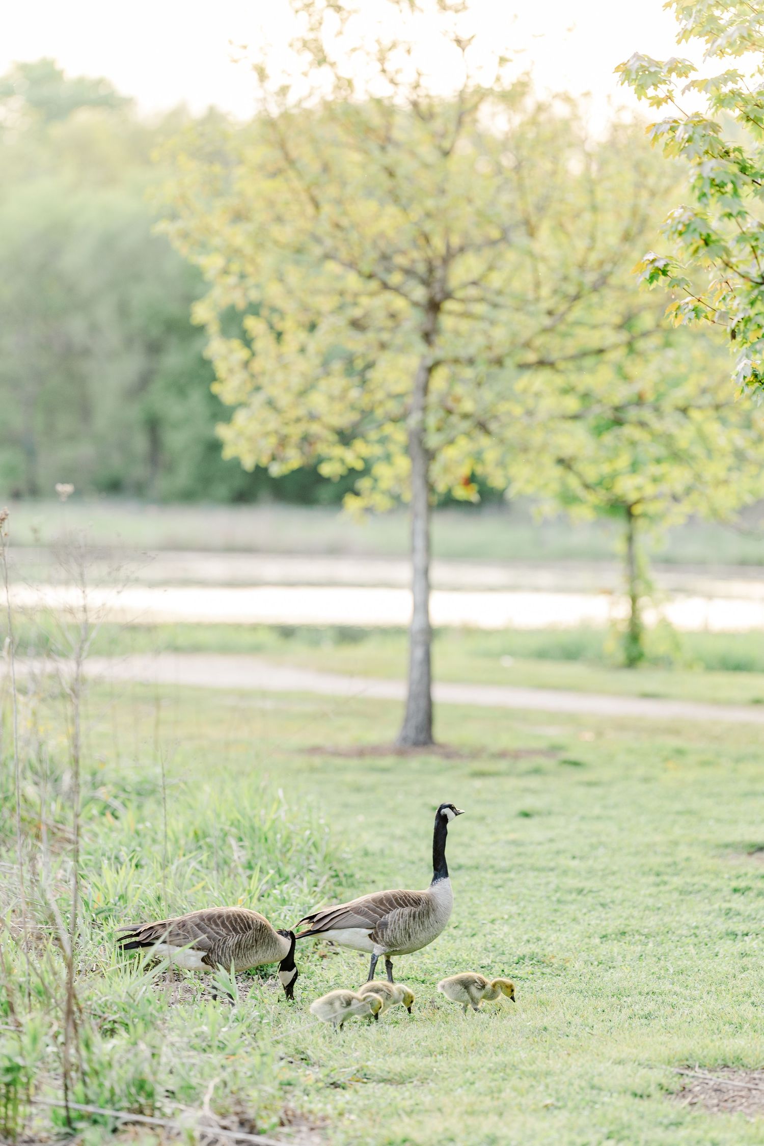 Geese walking through Veterans Acres Nature Preserve during a Crystal Lake maternity session.