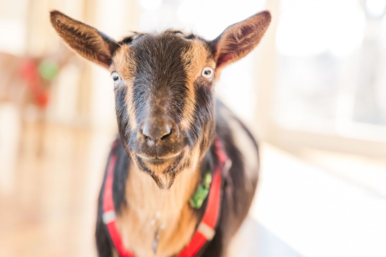 Close up portrait of a Nigerian dwarf goat wearing a red harness indoors.