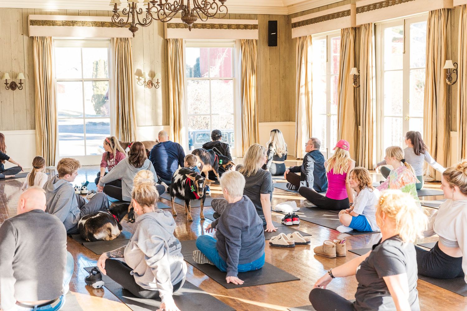 Large group participates in goat yoga class inside bright room with chandelier and cream curtains.