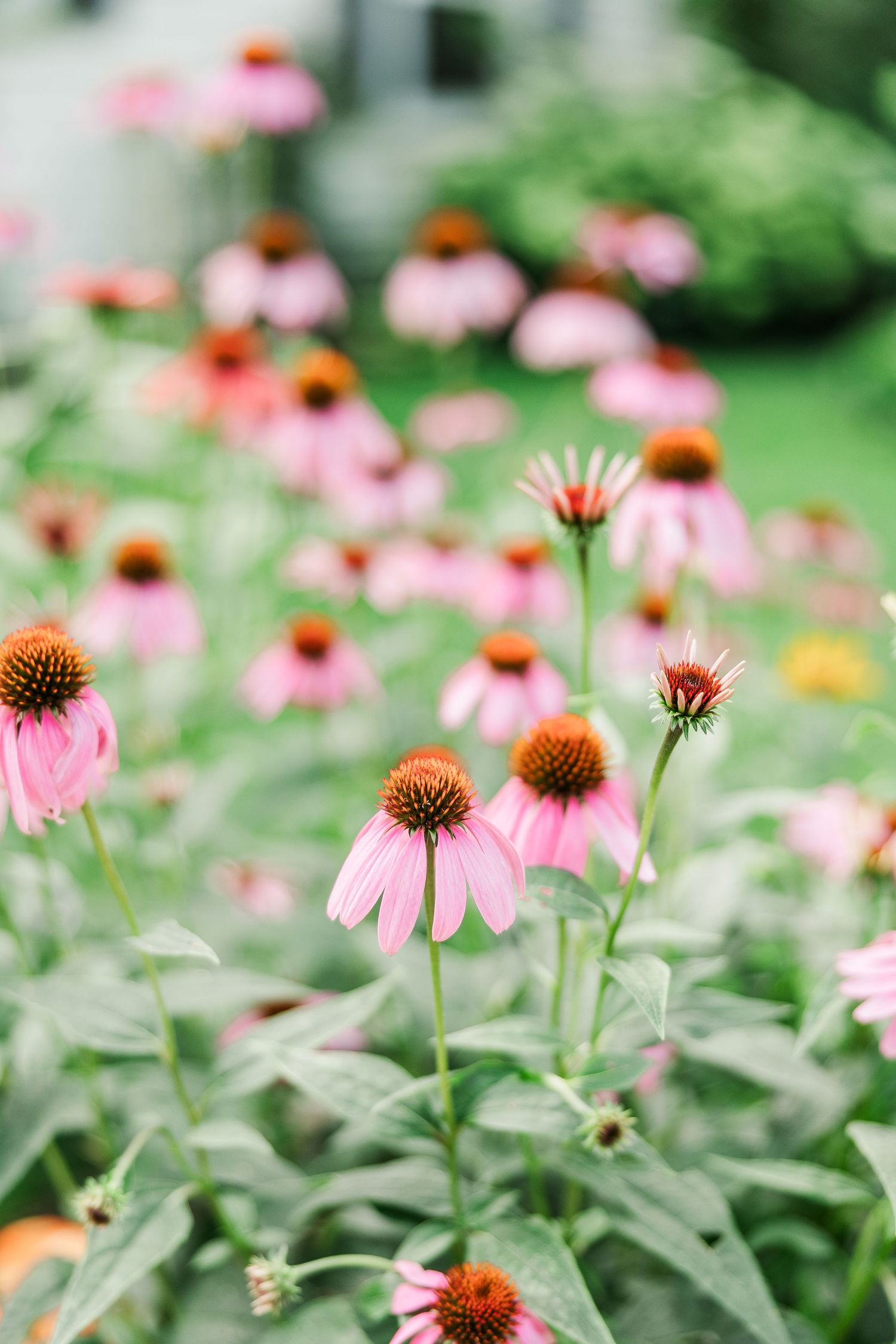 Pink coneflowers bloom in a summer garden with soft bokeh effect in the background.