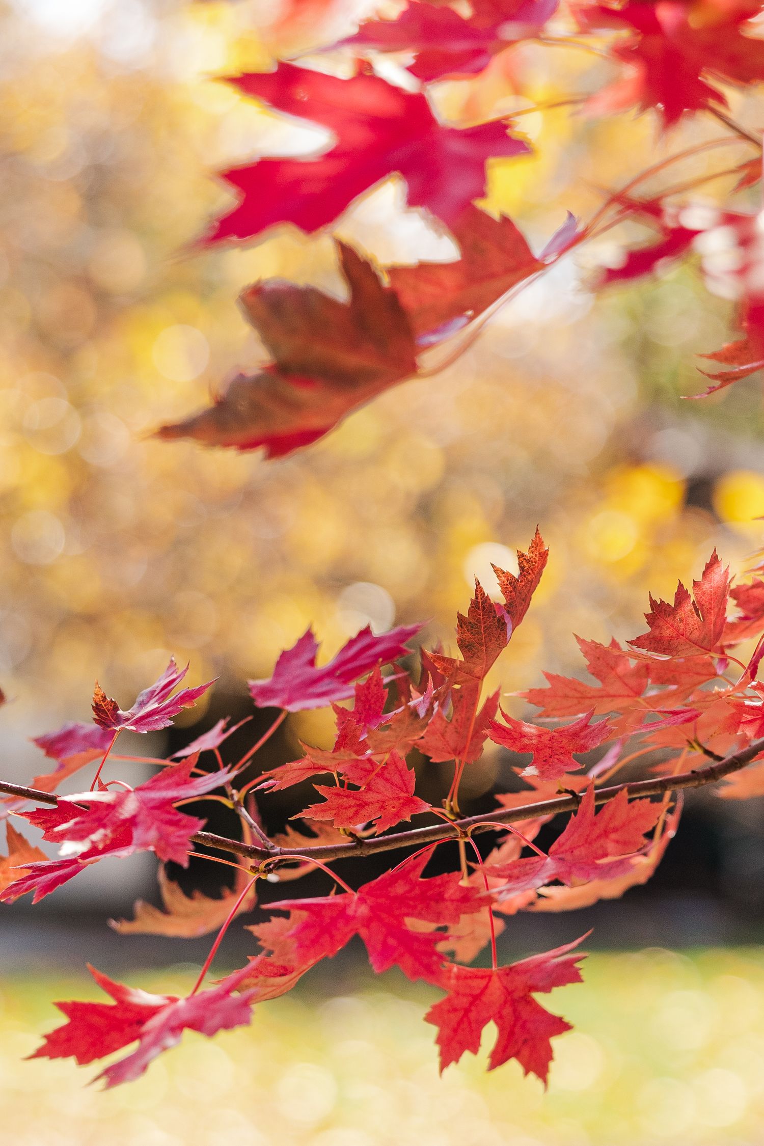 Vibrant red maple leaves against blurred golden autumn background.
