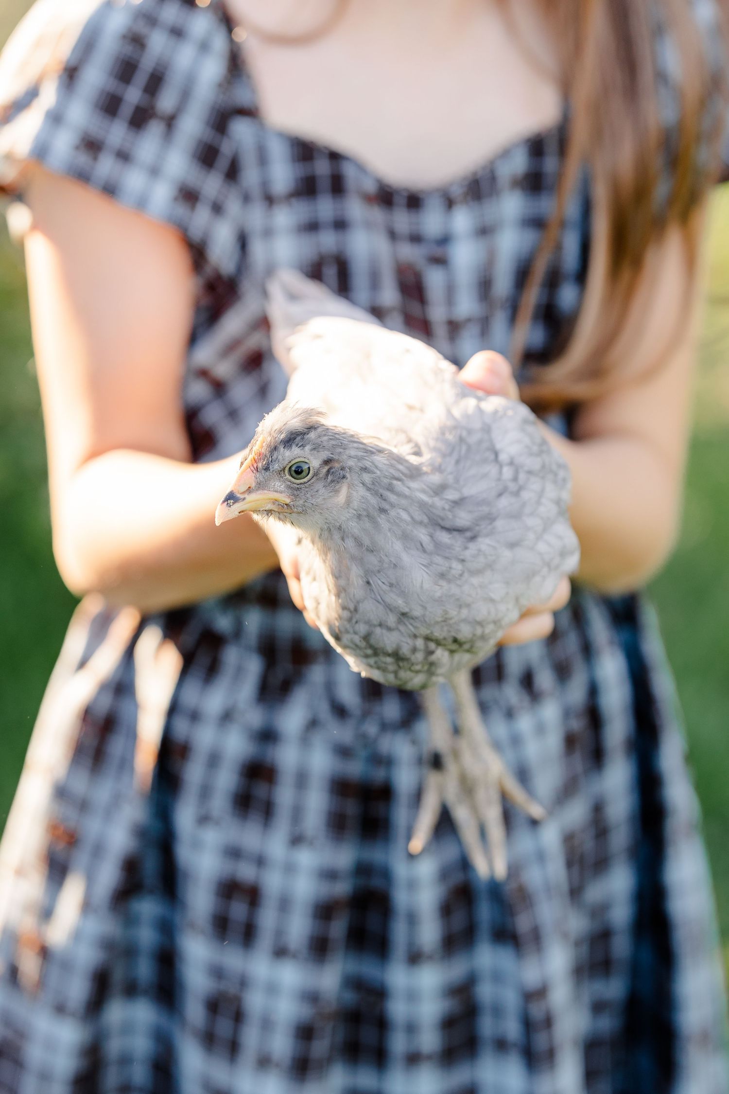 Close-up of a girl holding a gray chicken during backyard family photos in St. Charles, IL.