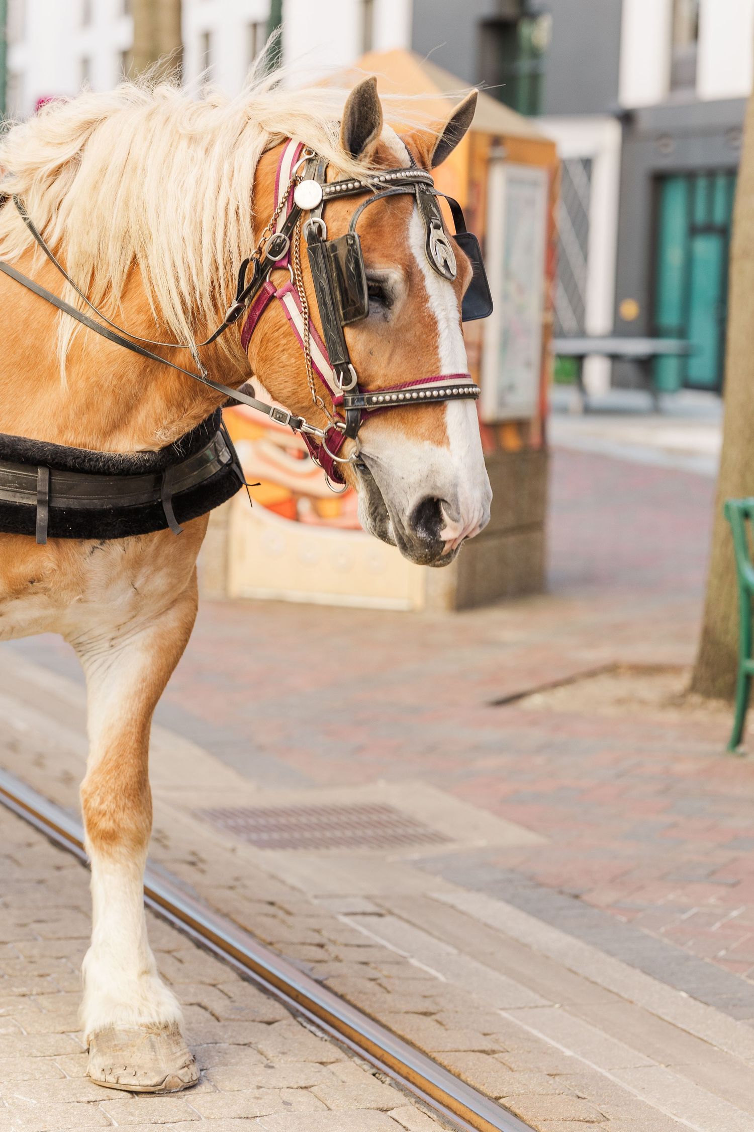 Portrait of a Belgian draft horse wearing ornate leather harness and bridle.