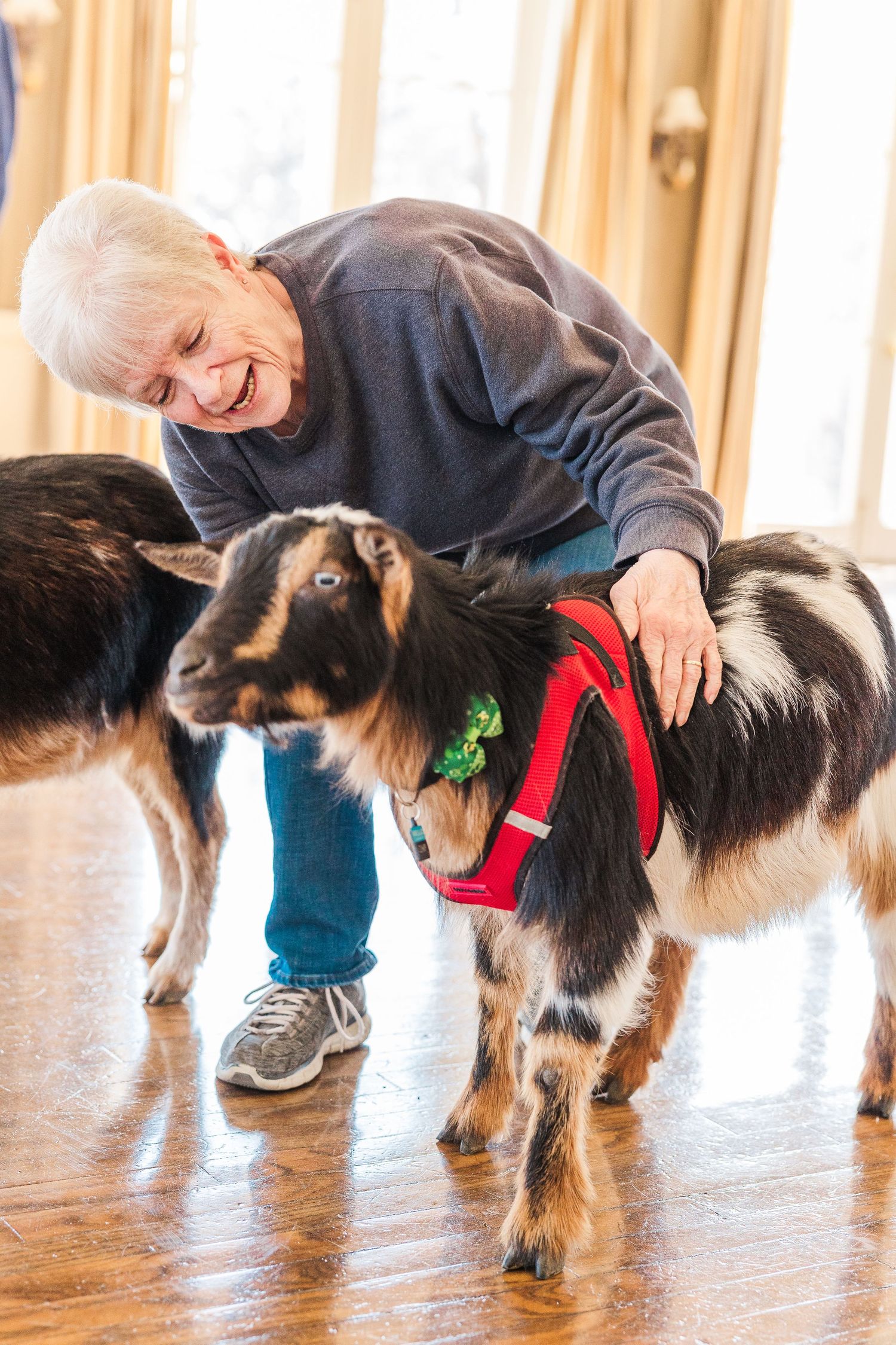 A black and white goat wearing a red harness receives attention during an indoor activity.
