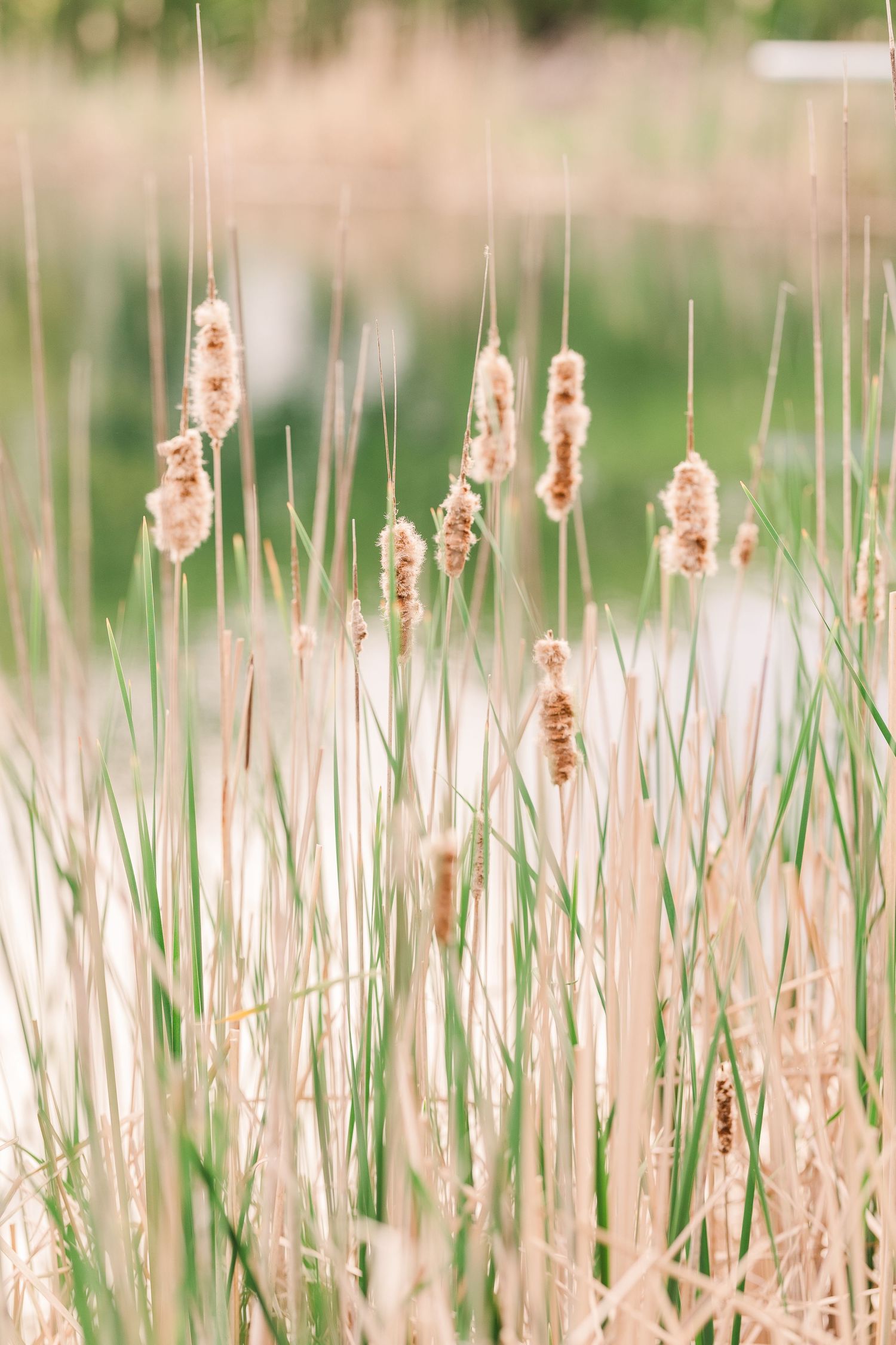 Cattails sway in the breeze against a soft, blurred natural background.