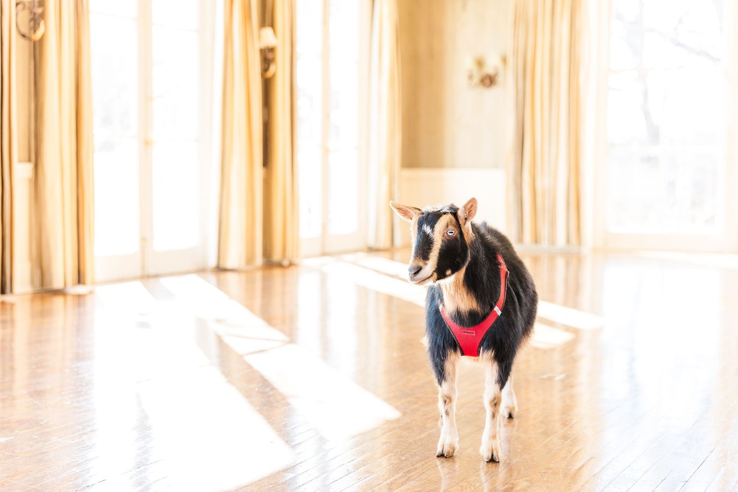 A small goat wearing a red harness stands in a sunlit room with wooden floors.