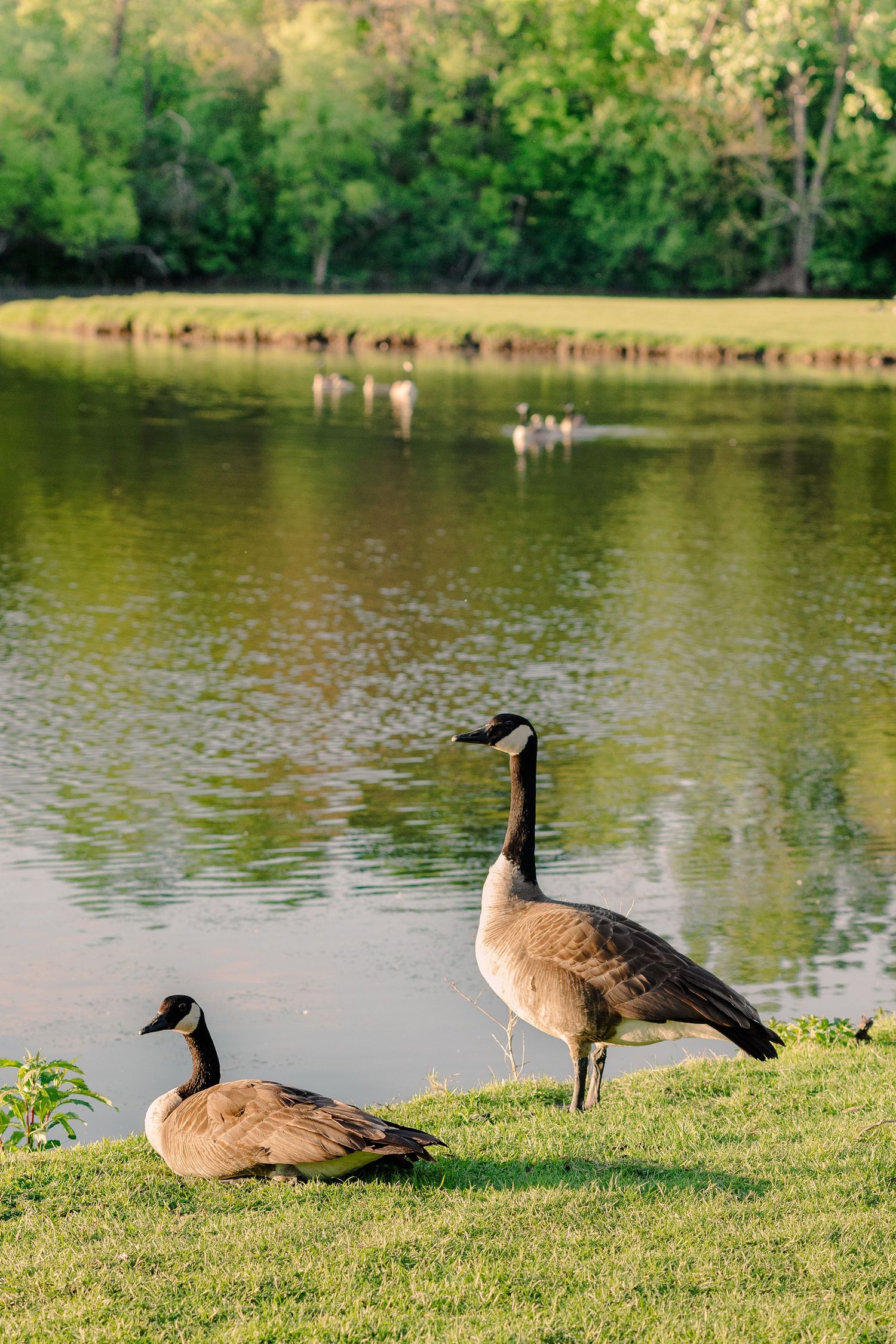 Two Canadian geese stand on grassy shore beside a calm pond.