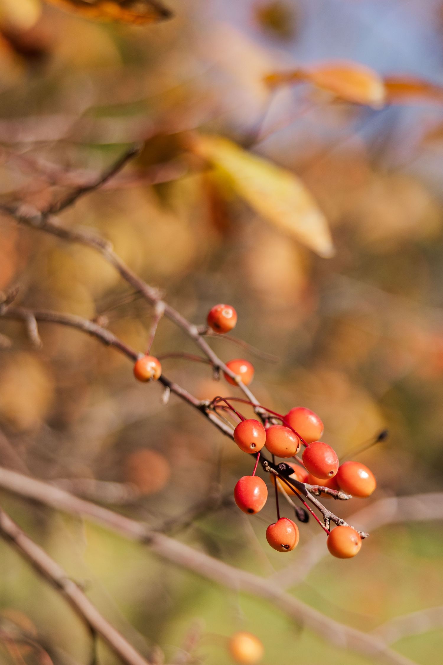 Close-up of orange autumn berries on branch with soft bokeh background.