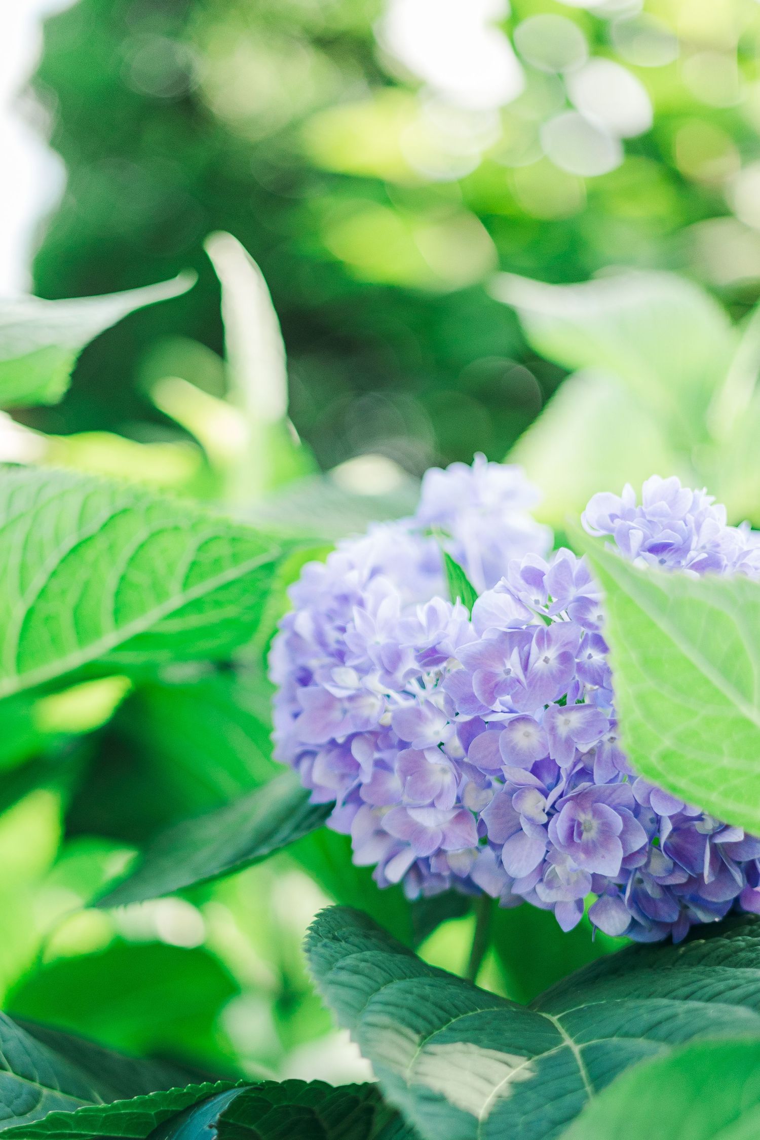 Close-up of delicate purple hydrangea blooms with soft bokeh and lush green leaves.