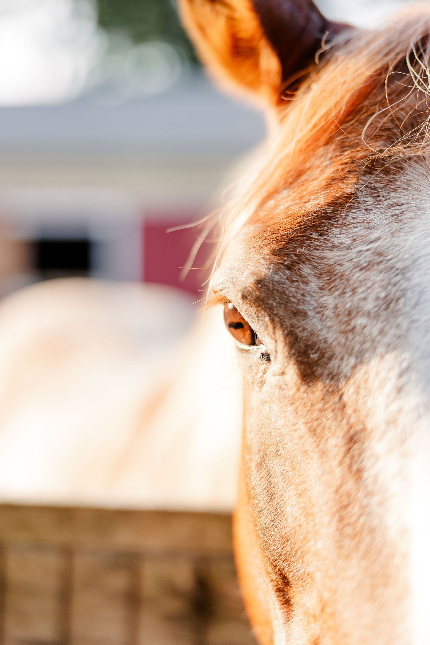 Close-up of a horse at the family's Bull Valley, Illinois home.