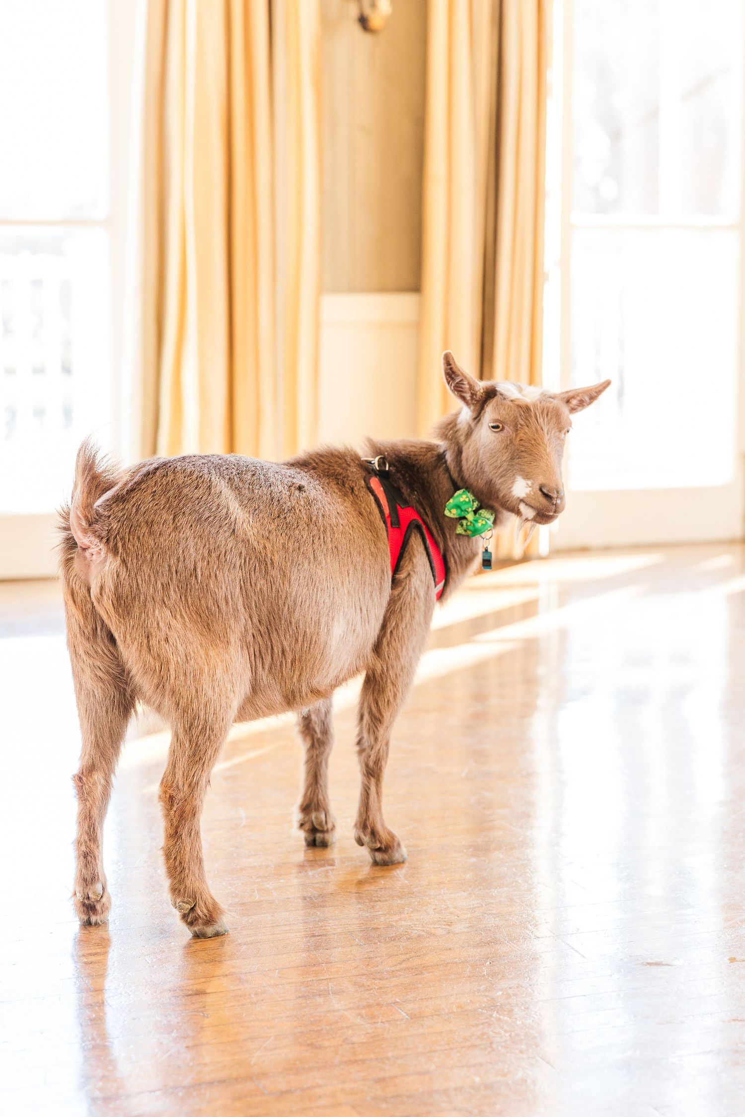 A brown goat wearing a red harness stands in a bright room with wooden floors.
