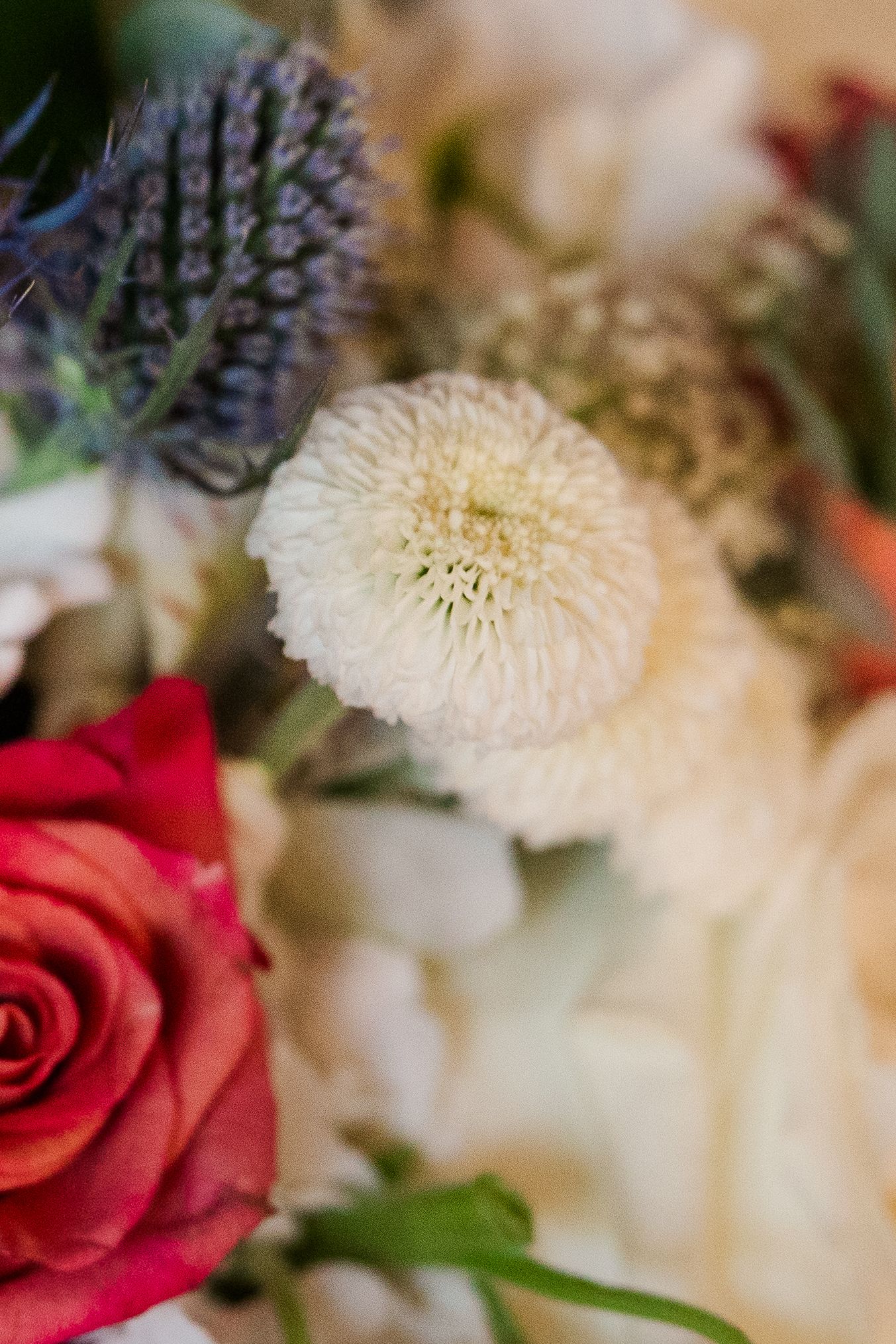 Detailed shot of a white chrysanthemum and red rose with blue thistle in soft focus.