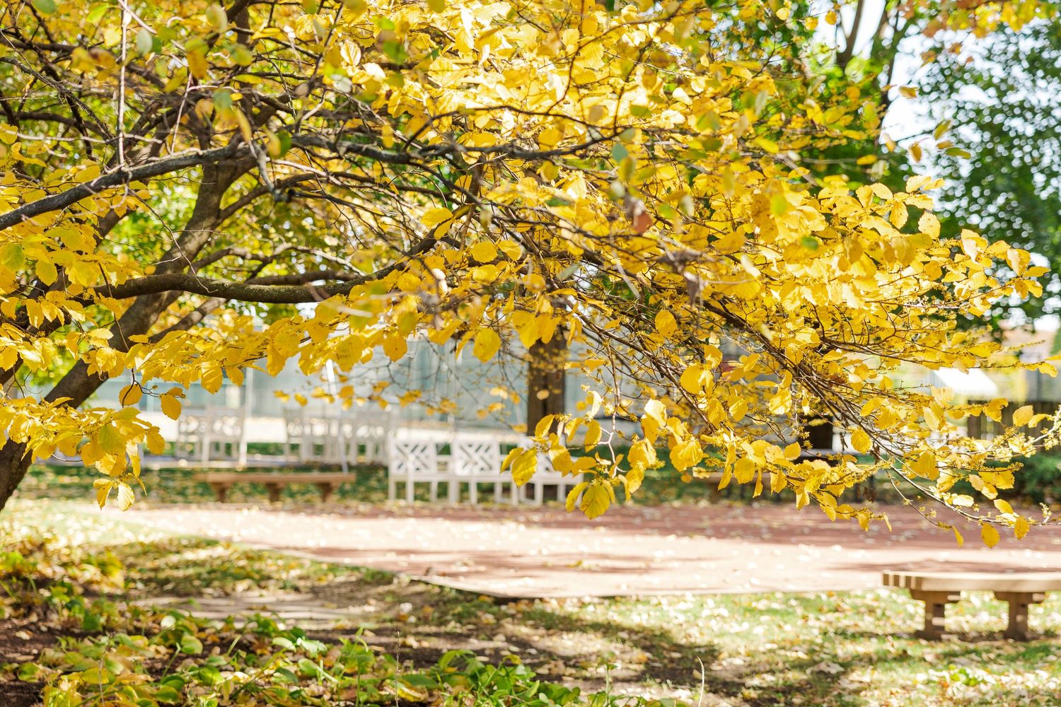 Golden autumn leaves frame a peaceful park landscape on a sunny day.