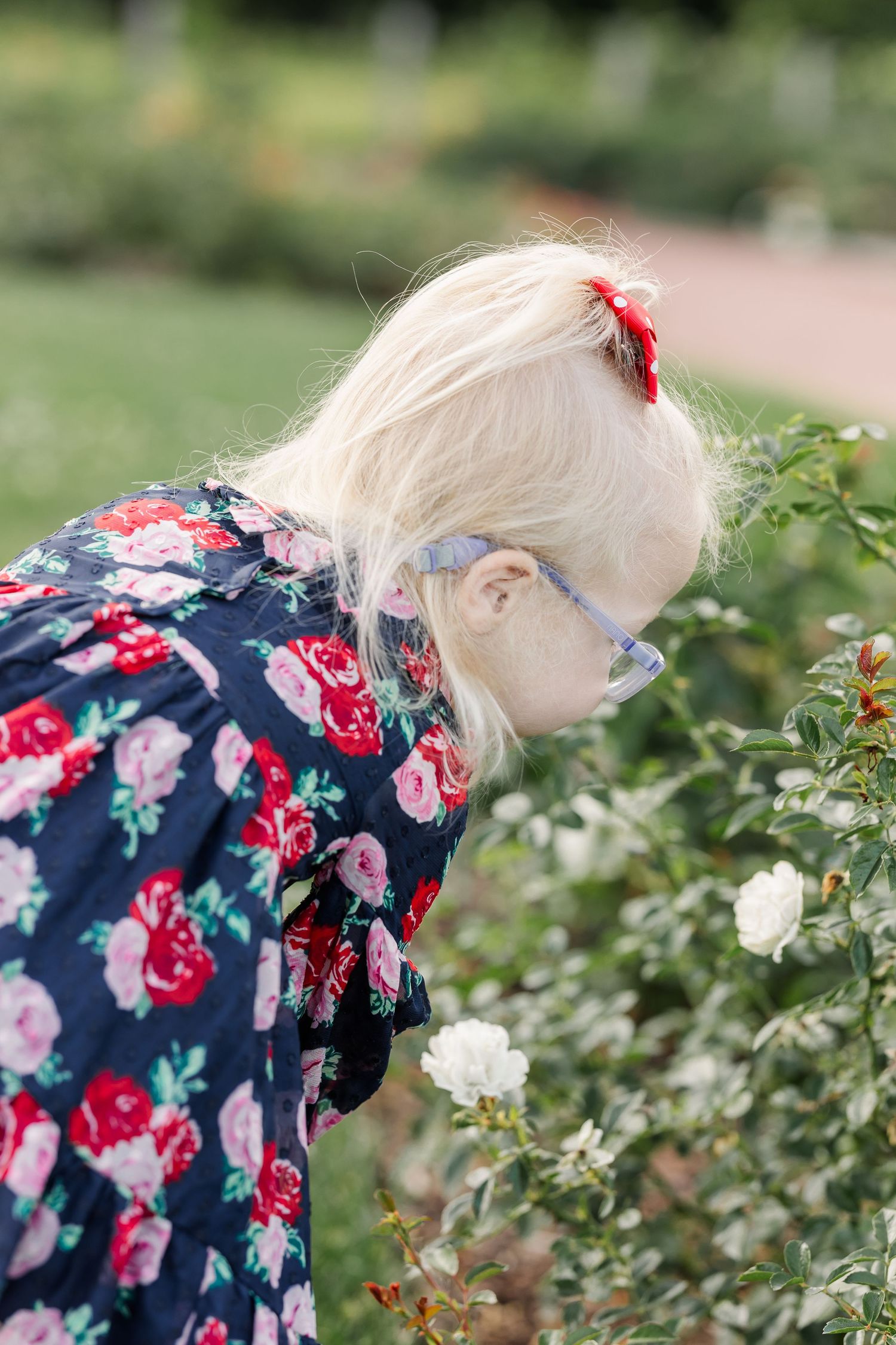 Caroline smelling white flowers in the gardens during her family session at Cantigny Park.