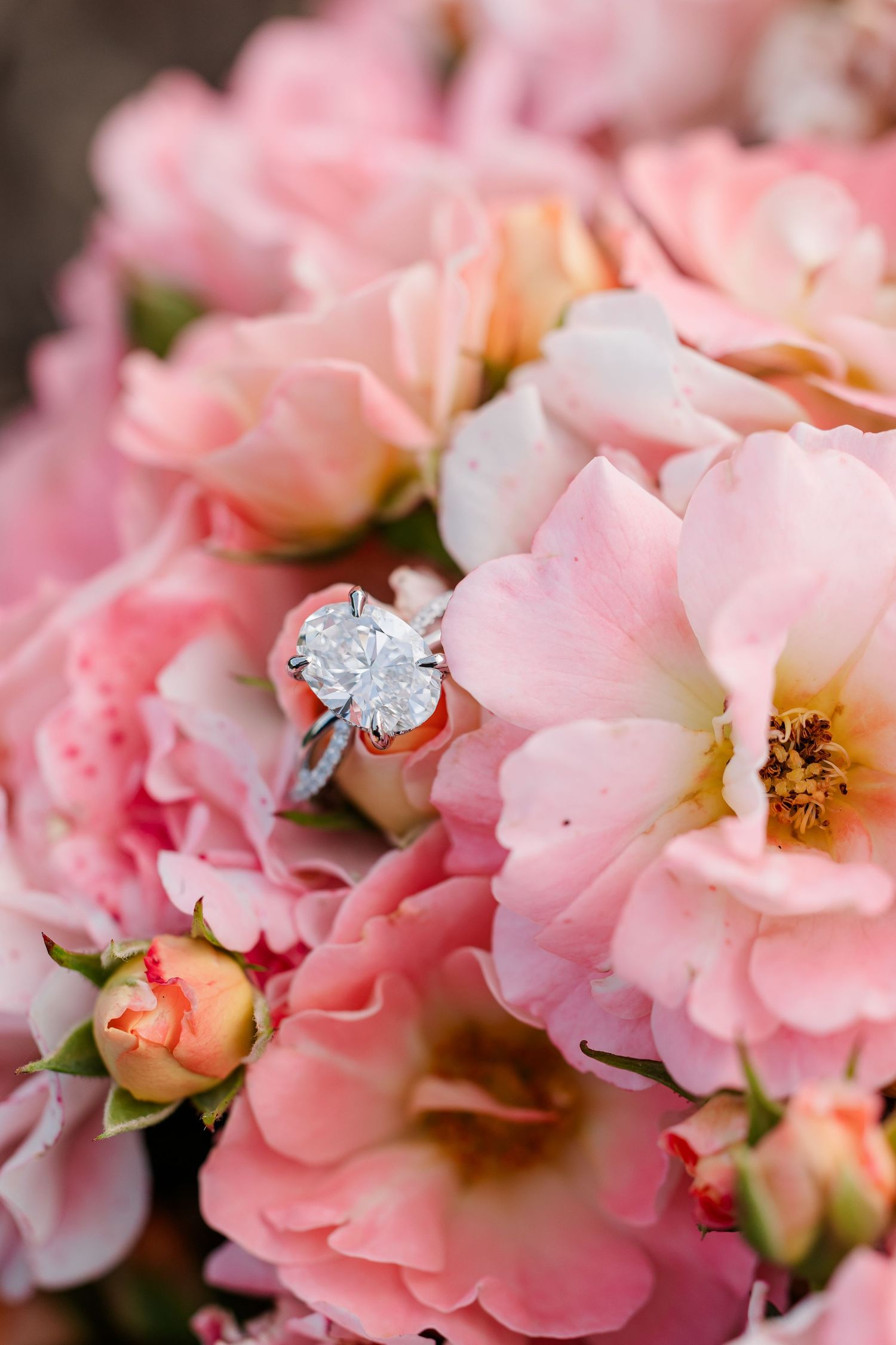 Alysia’s diamond engagement ring nestled among soft pink roses.