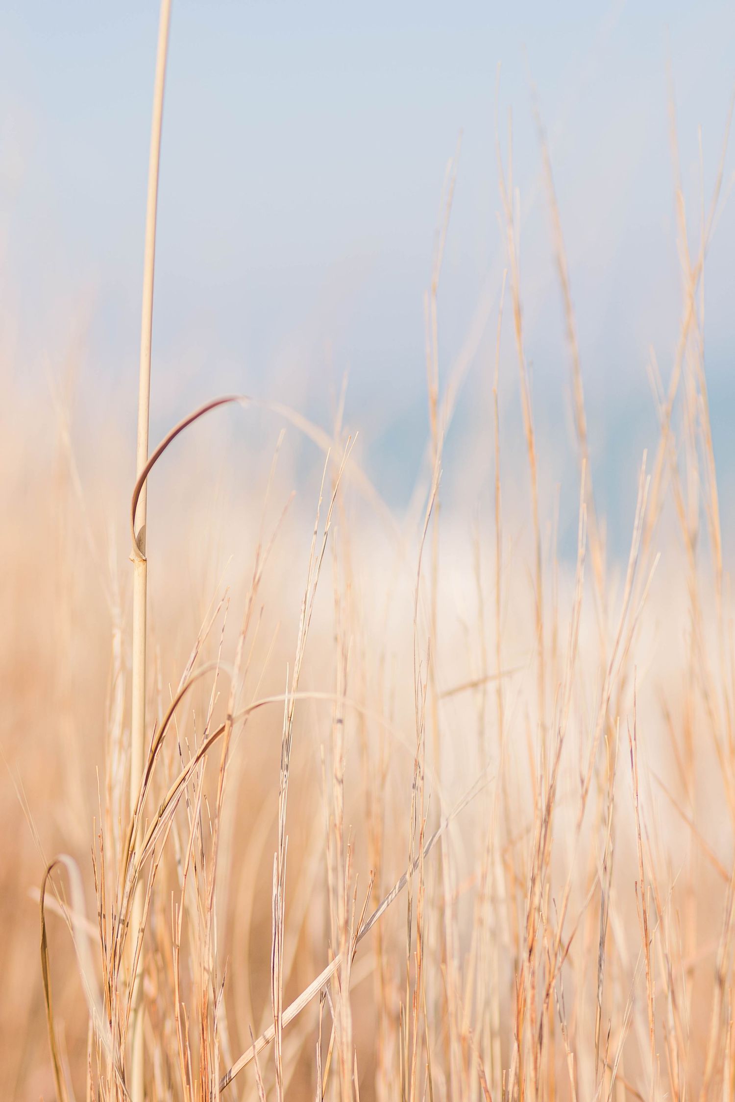 Tall golden beach grass stalks sway against a soft blue sky background.