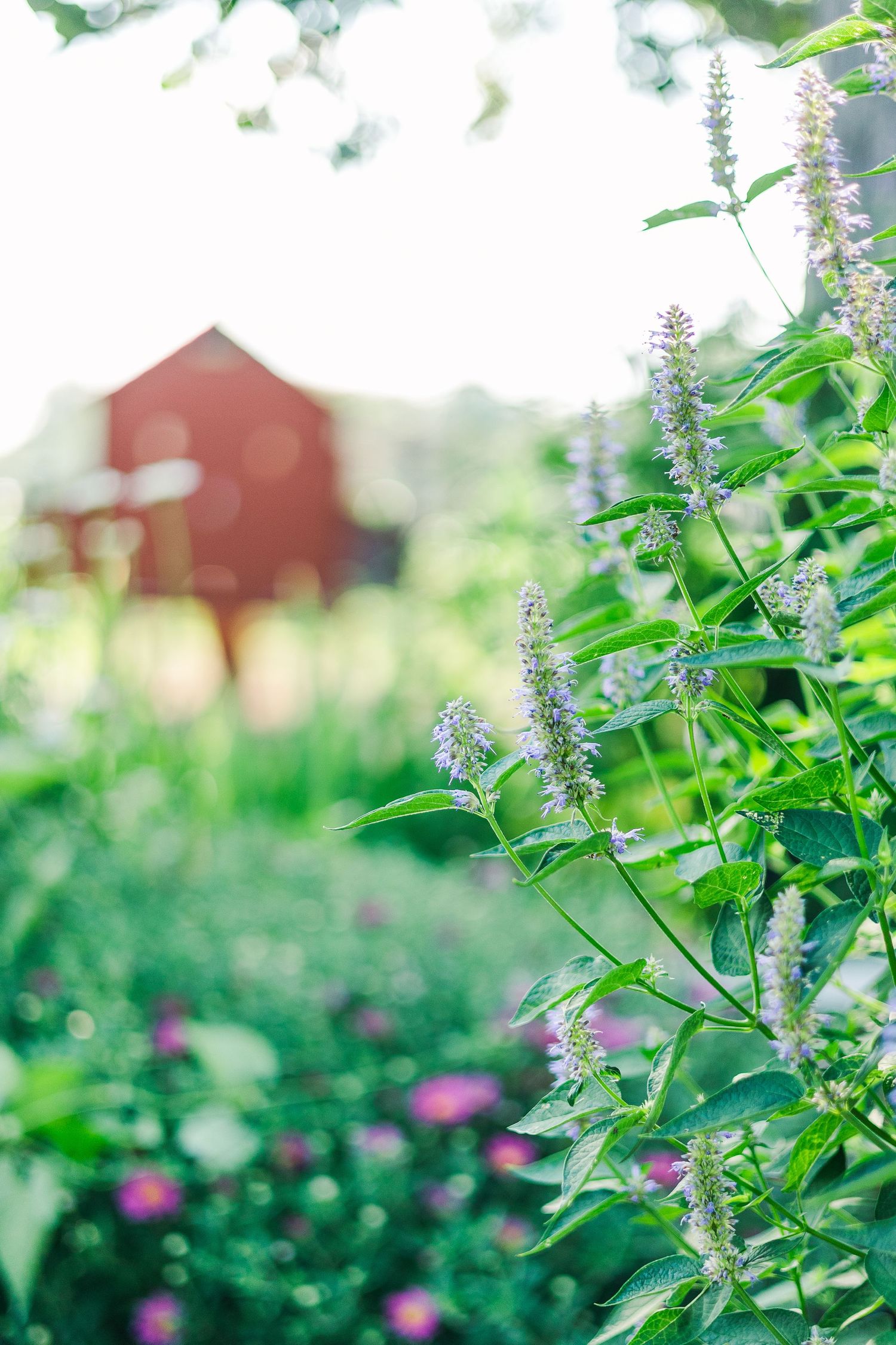 Purple wildflowers bloom near a rustic red barn in a dreamy summer garden setting.