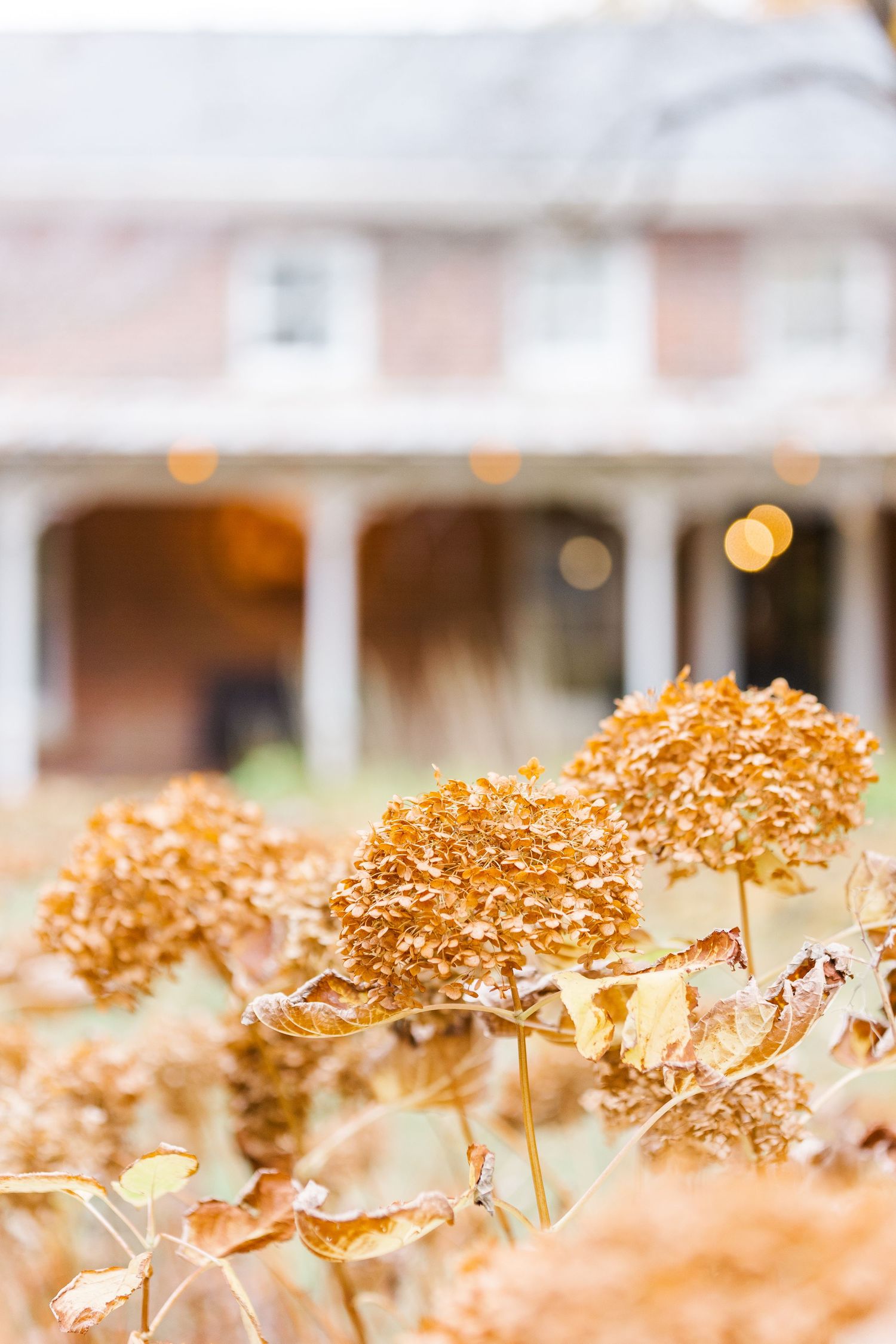 Dried hydrangeas in golden autumn colors against a blurred brick building with bokeh lights.
