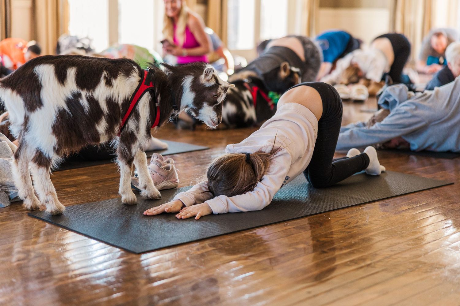 Participants in downward dog pose while goats explore during indoor yoga session.