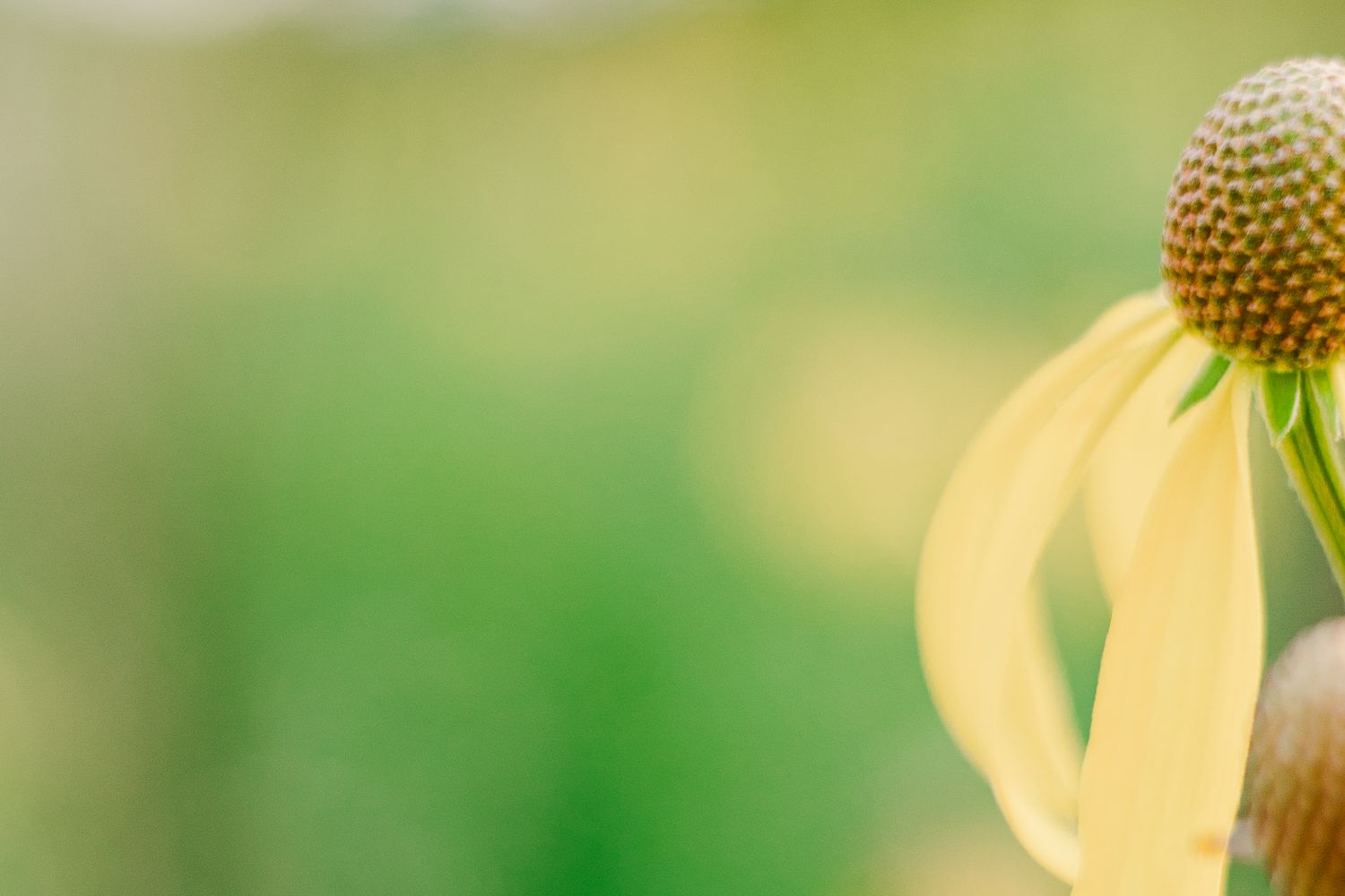 Close-up of yellow echinacea flower petals with soft green background.