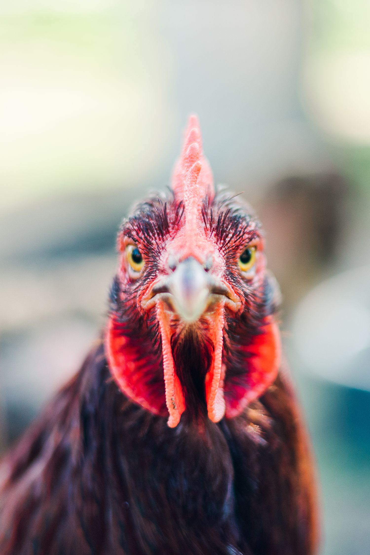 Close-up portrait of a red and black rooster showing detailed facial features and comb.