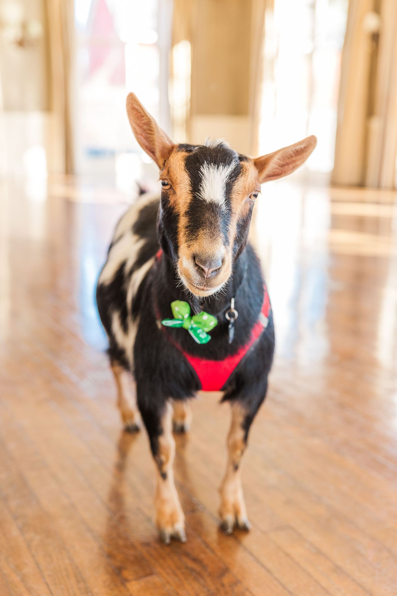 A Nigerian Dwarf goat wearing a red harness and shamrock charm stands on hardwood floors in a sunny room.