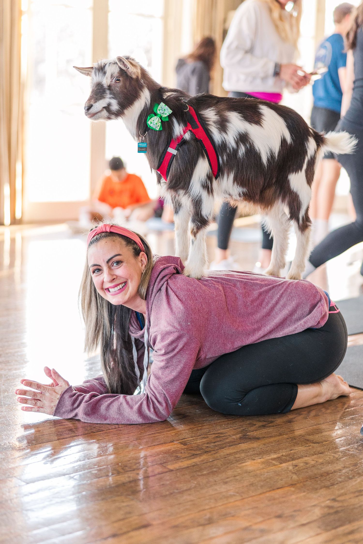 A spotted goat wearing festive ribbons stands on someone's back during a yoga session on a wooden floor.