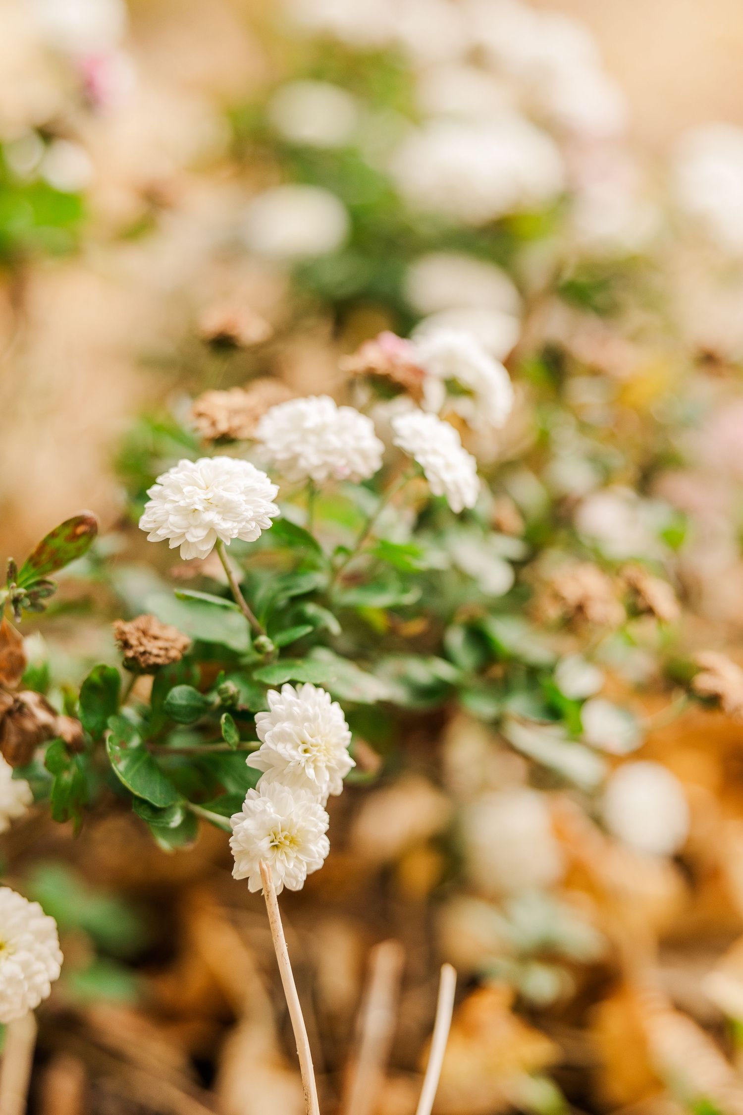 Close-up of delicate white flowers with soft bokeh background.