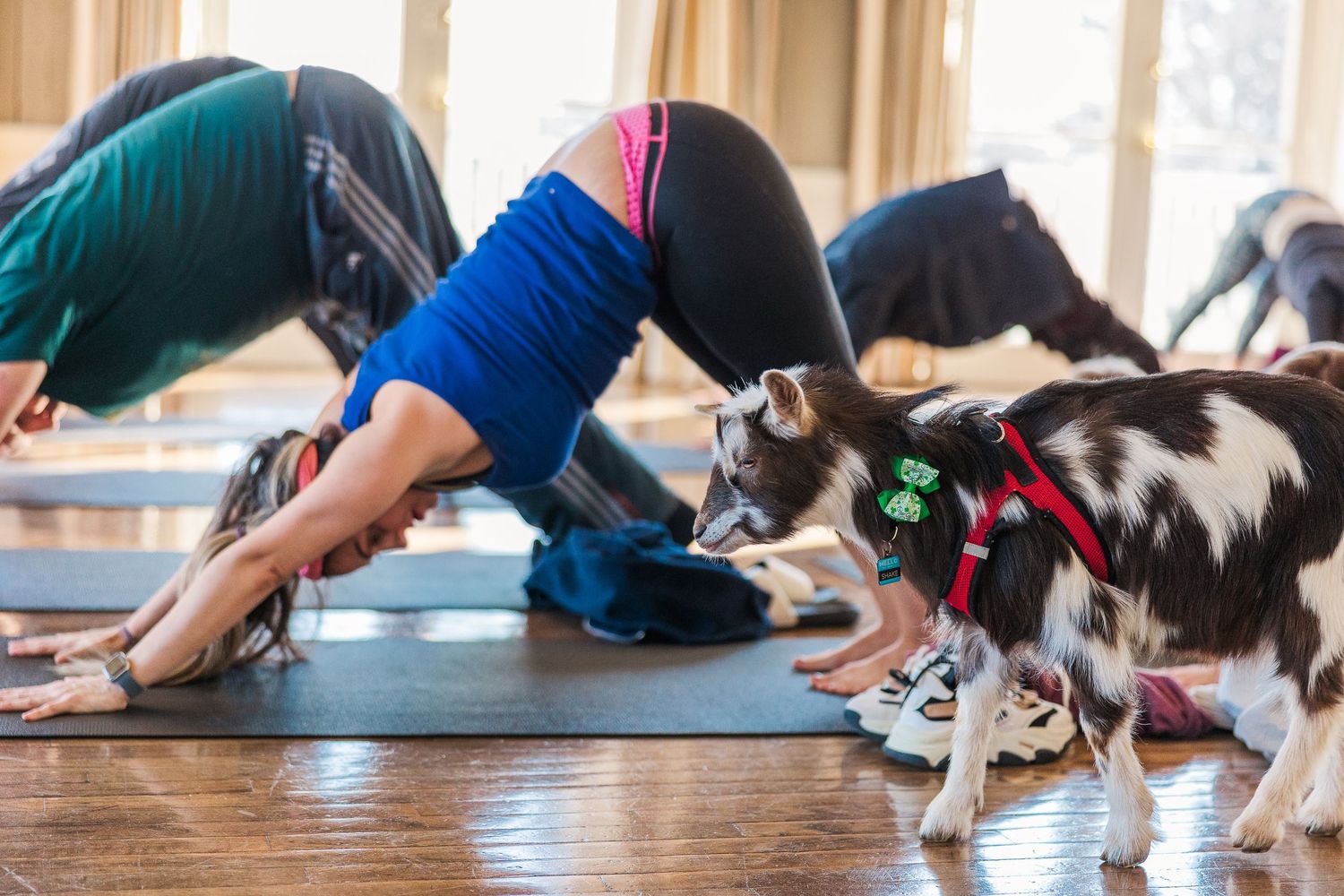 Yoga participants in downward dog pose on yoga mats while a spotted dog explores the studio space.