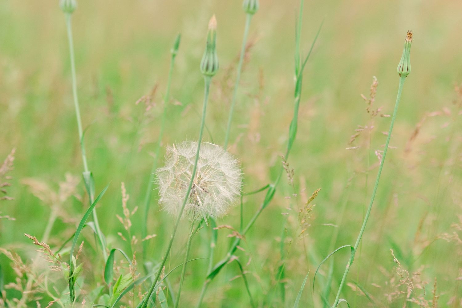 Close-up of delicate dandelion seed head in soft focus among green summer grass.