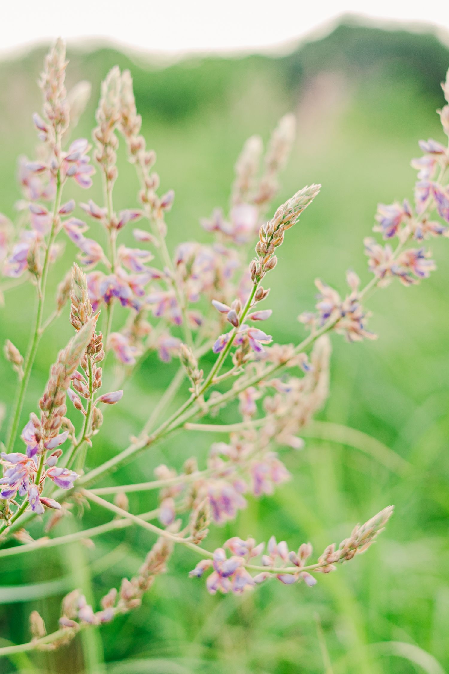 Delicate pink wildflowers swaying in a meadow with soft focus natural lighting.