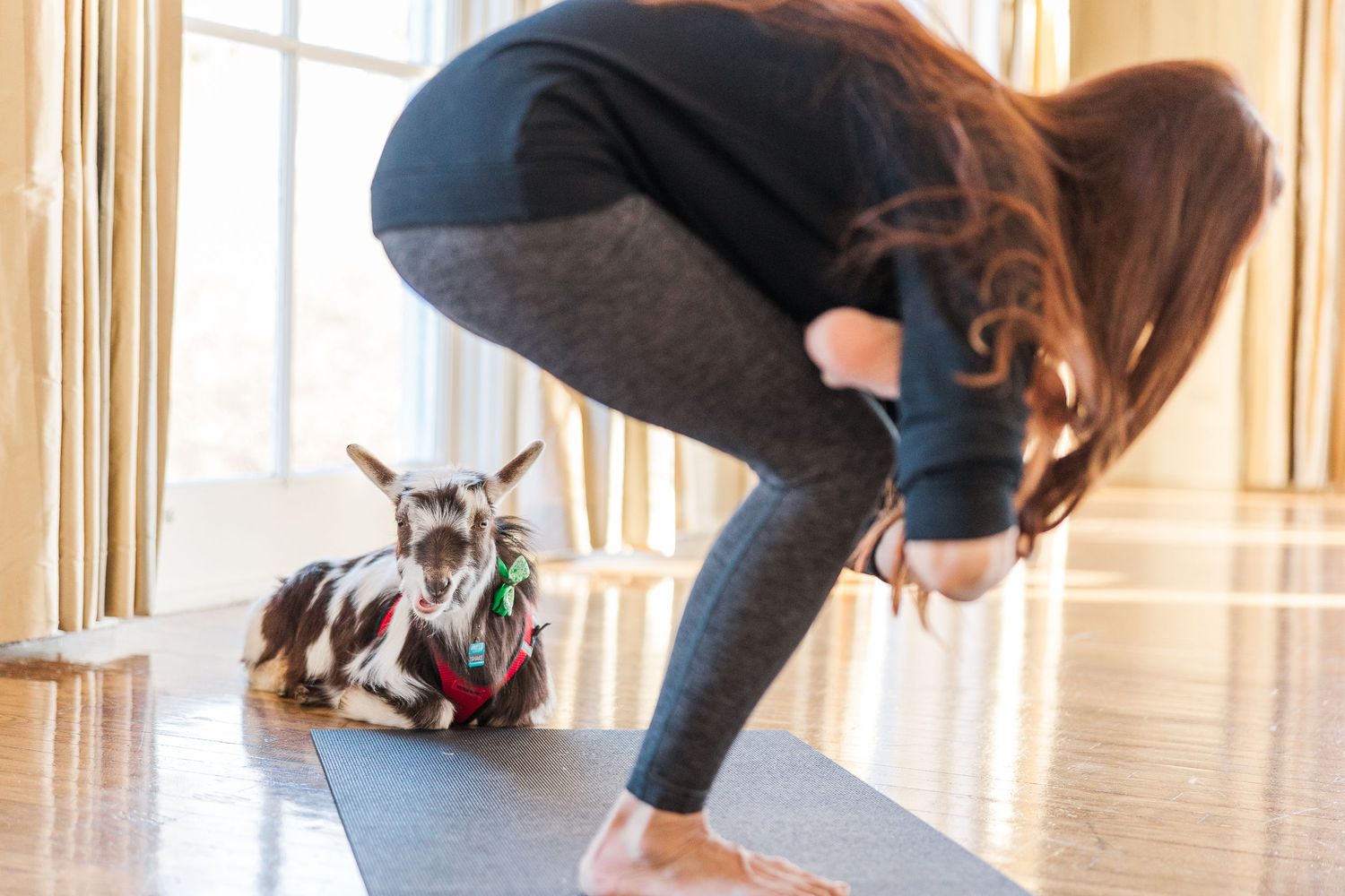 A small spotted dog watches attentively as yoga poses are performed on a mat in a sunlit room.