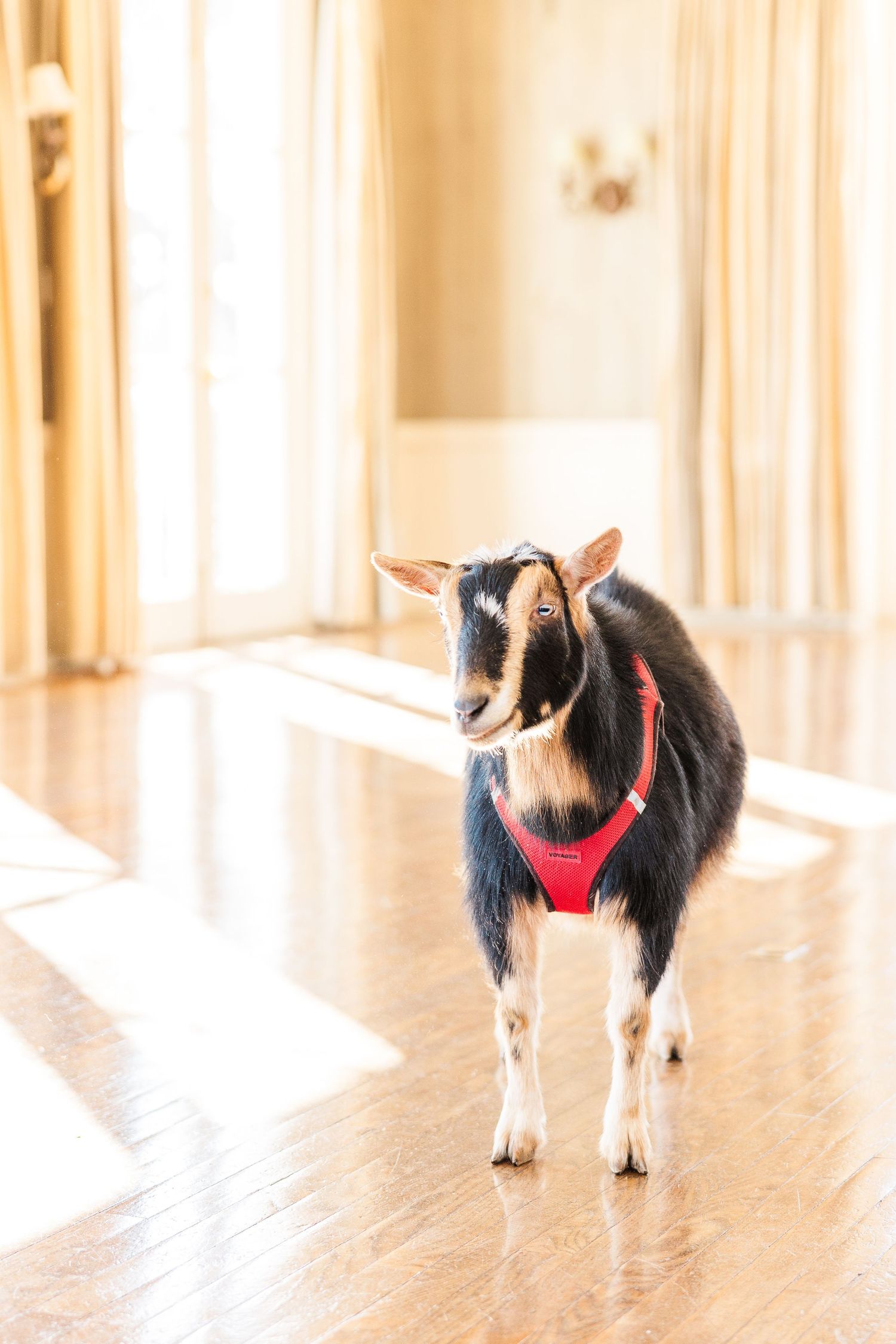 A small goat wearing a red harness stands on hardwood floors in bright indoor lighting.