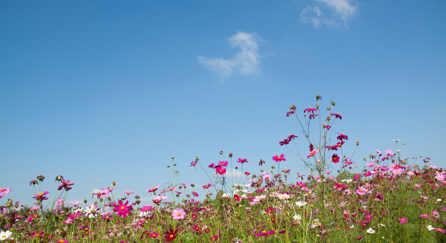 Flower Field