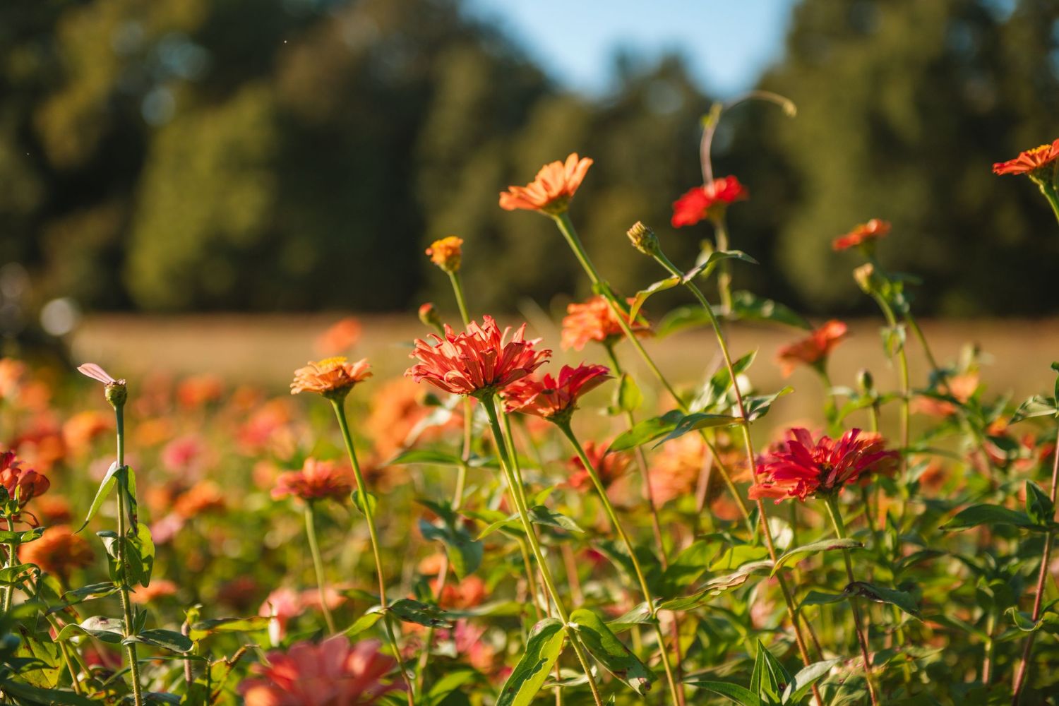 Flower Field