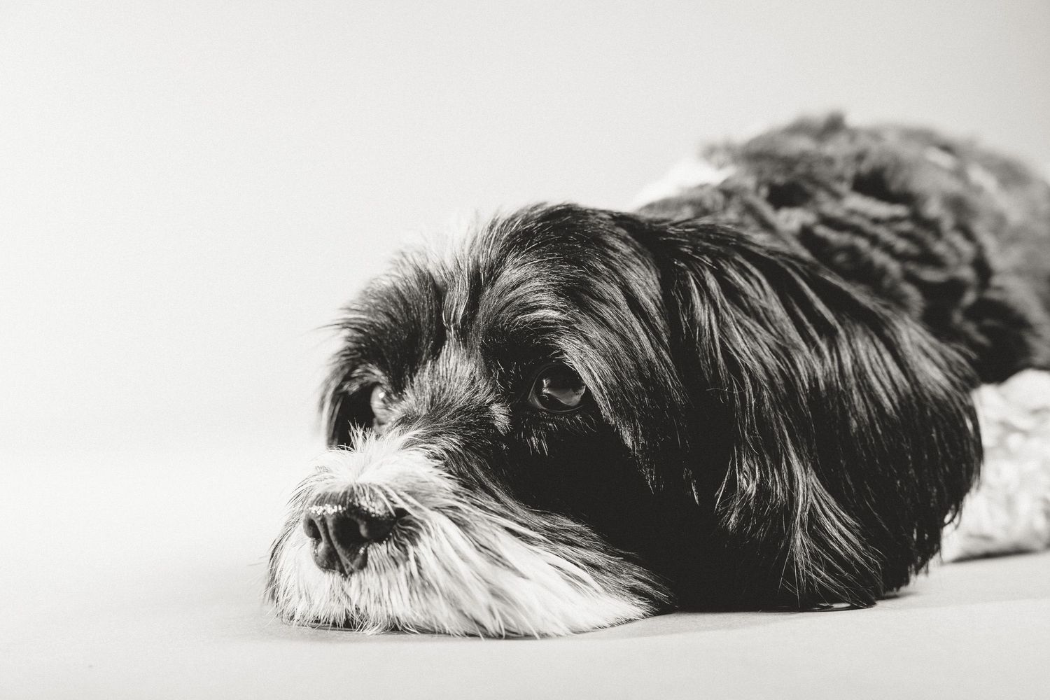 Black and white terrier mix lying down with head resting against a light background, by a Woodbridge CT dog photographer