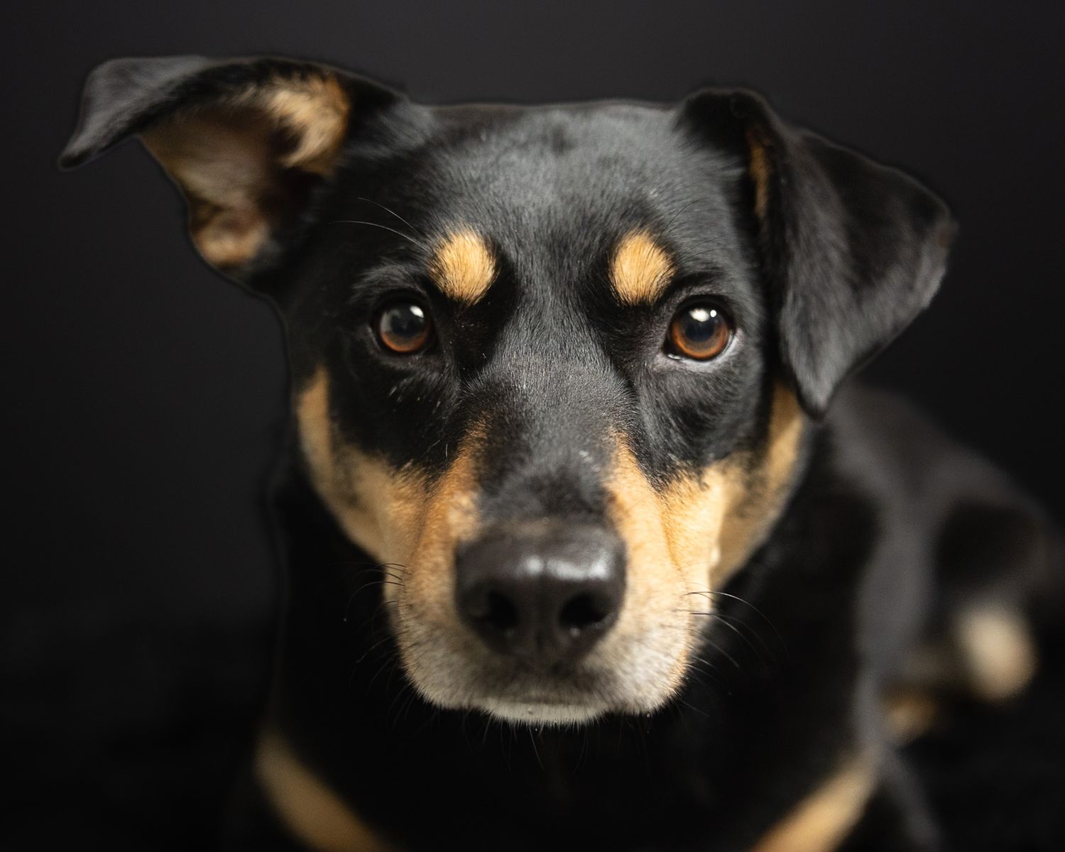 Black and tan dog looking at the camera against a dark studio background, by a Woodbridge Connecticut dog photographer