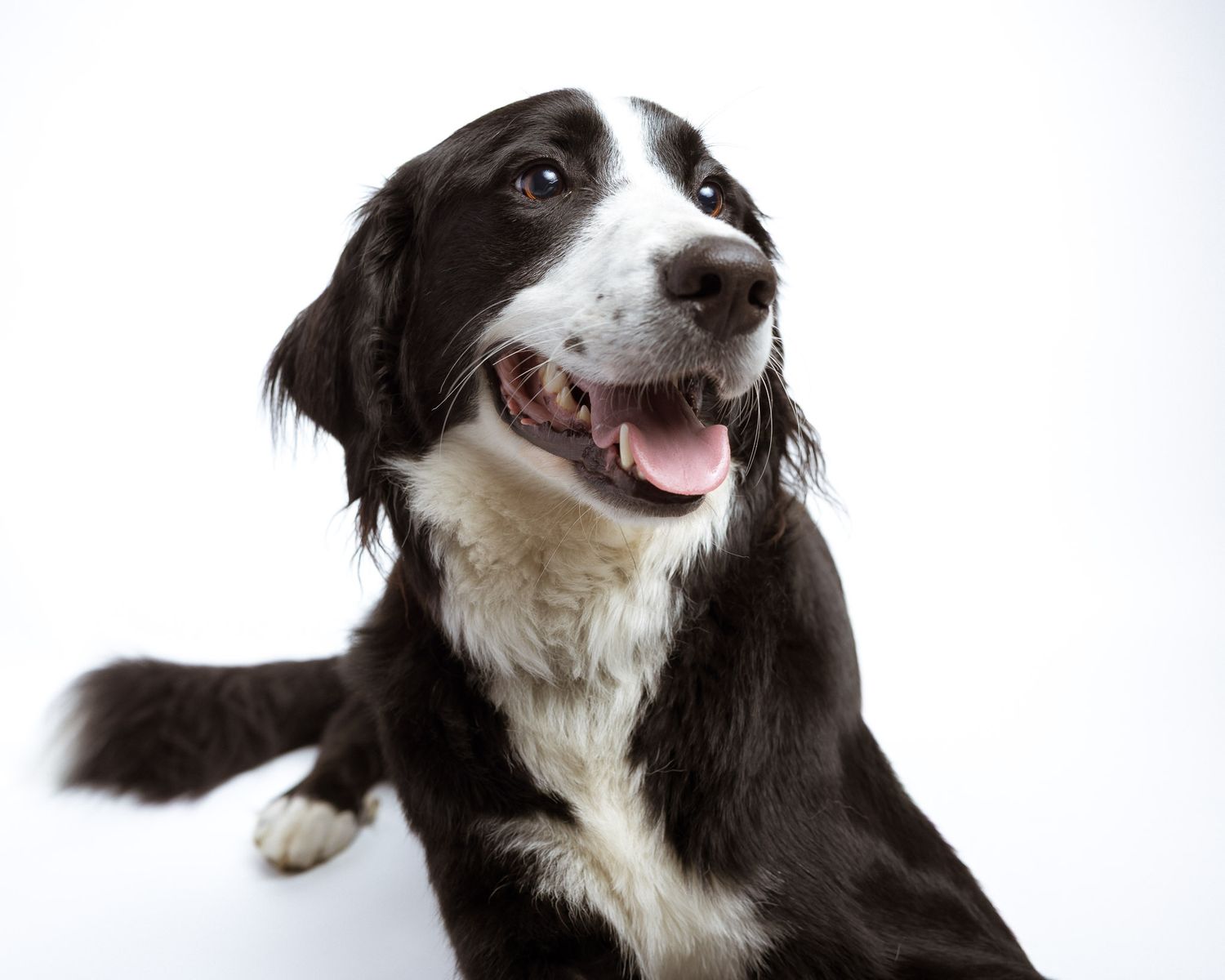 Black and white dog mid-movement with paw raised during a studio session