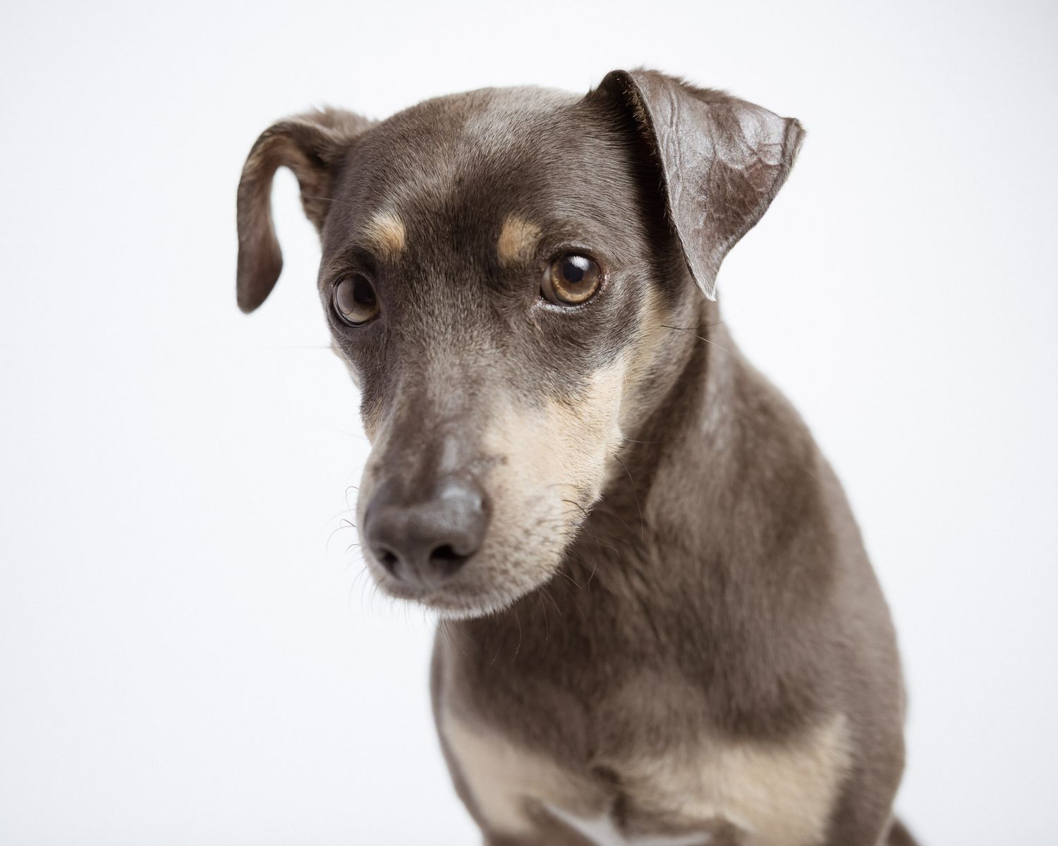 Studio portrait of a dog looking down, Connecticut pet photography