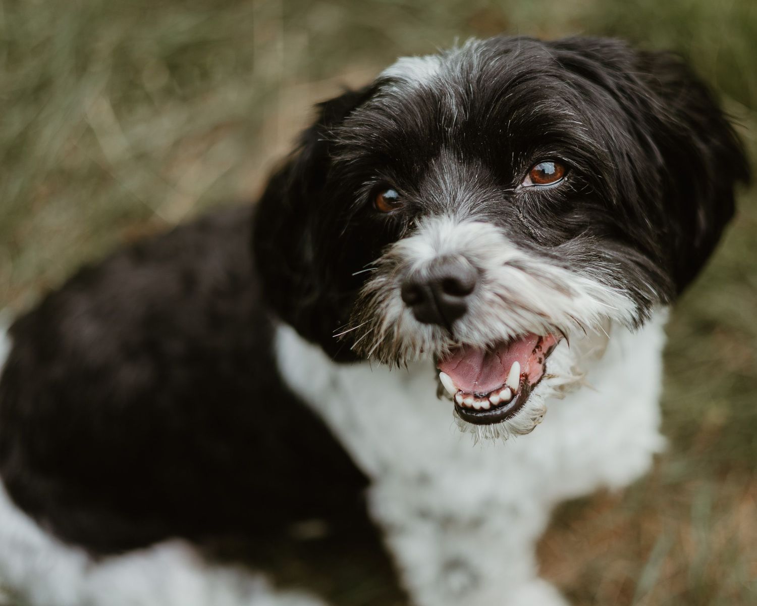 Black and white shih tzu mix sitting in grass looking up at the camera, by a Woodbridge Connecticut dog photographer