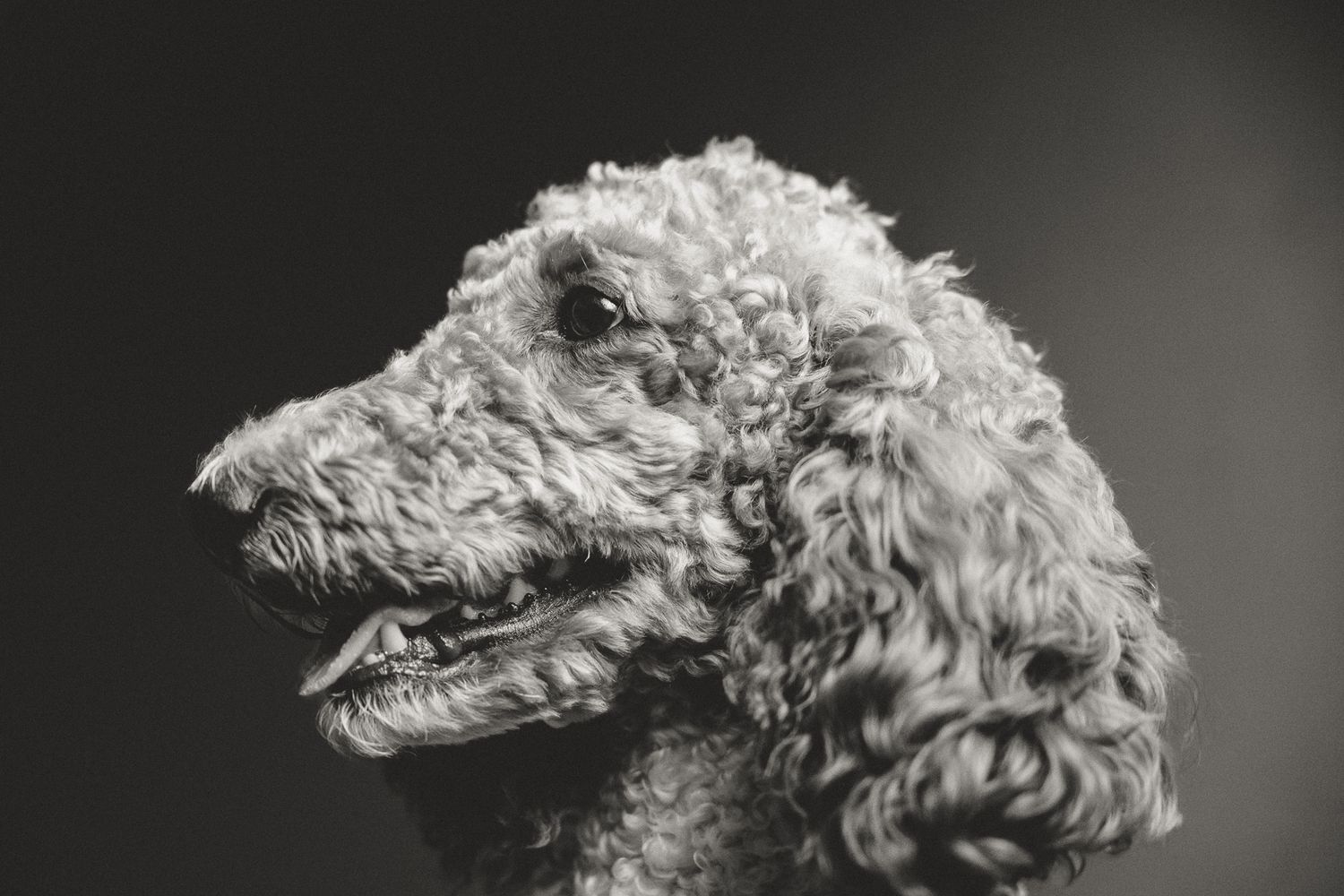 Curly-coated poodle in profile in black and white against a dark backdrop, by a New Haven County CT pet photographer