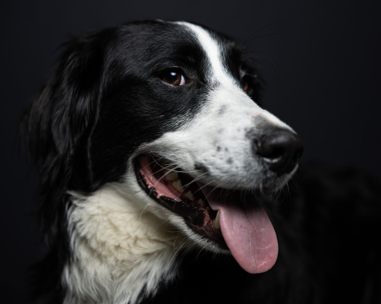 Black and white border collie with tongue out against a dark background, photographed by a Woodbridge Connecticut dog photographer